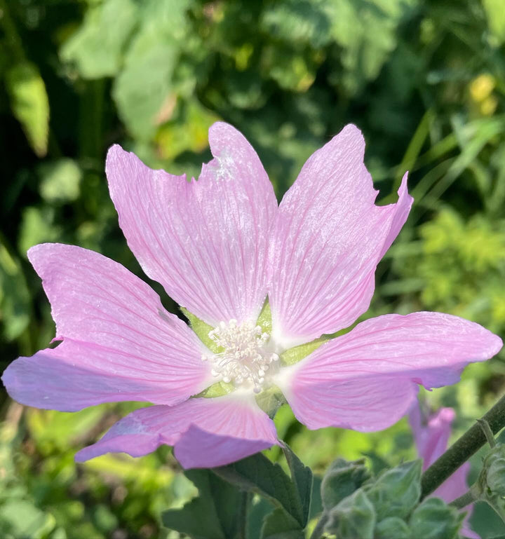 hollyhock mallow (think I have the ID right but google says they top out at 4 ft) this one is a large herbaceous, image 3 of 4
