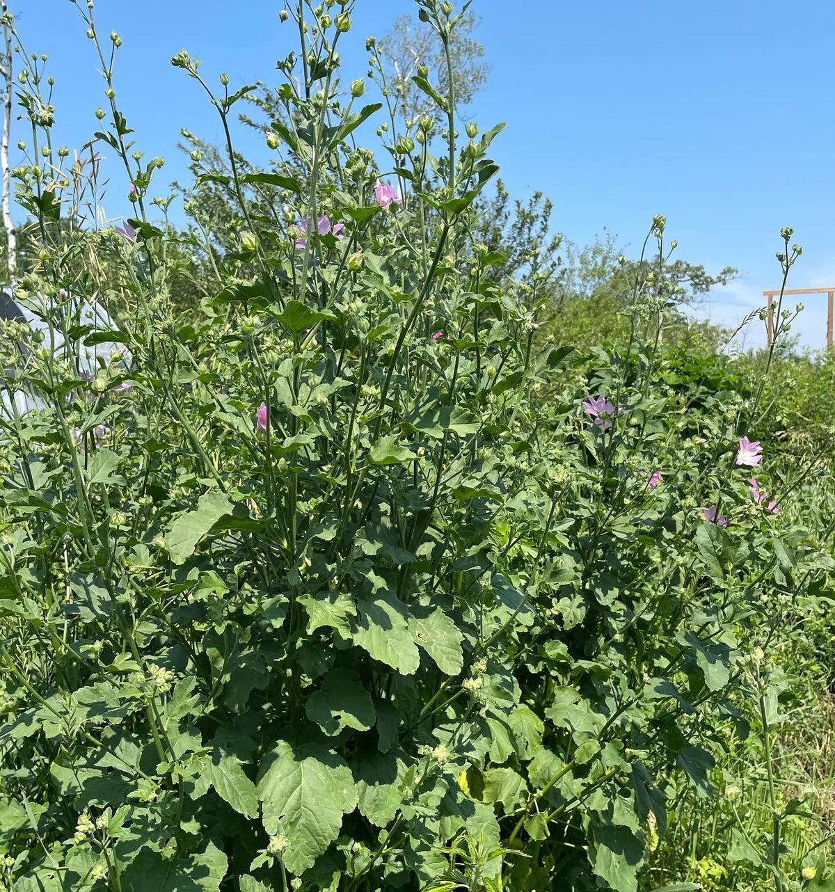 hollyhock mallow (think I have the ID right but google says they top out at 4 ft) this one is a large herbaceous, image 4 of 4