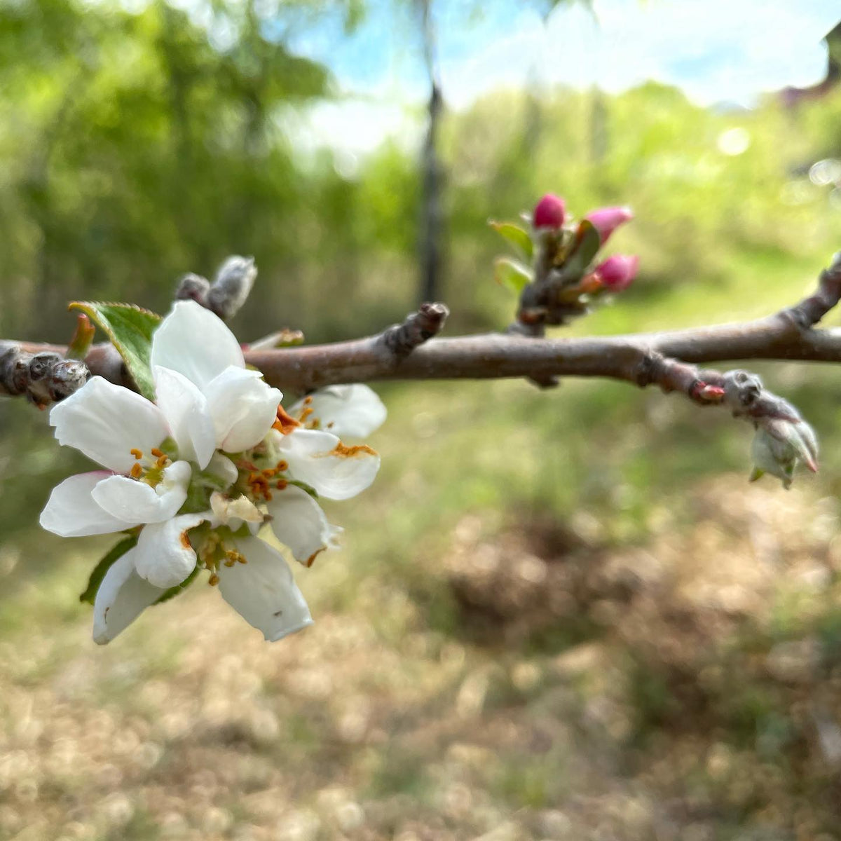 honey crisp apple blossoms are multi colored #honeycrisp #blossom #blossoms