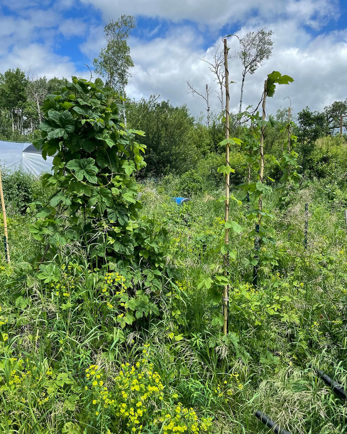 hops are fun, I setup poles and they find them, image 1 of 2