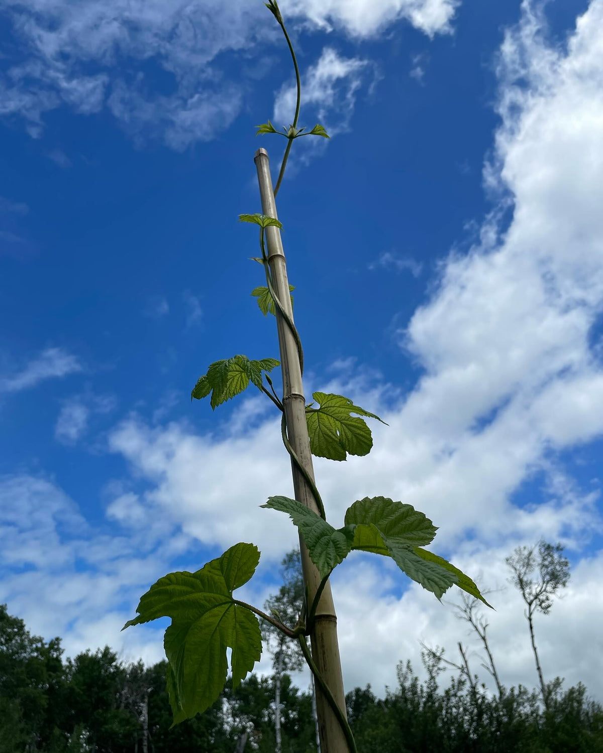 hops are fun, I setup poles and they find them, image 2 of 2