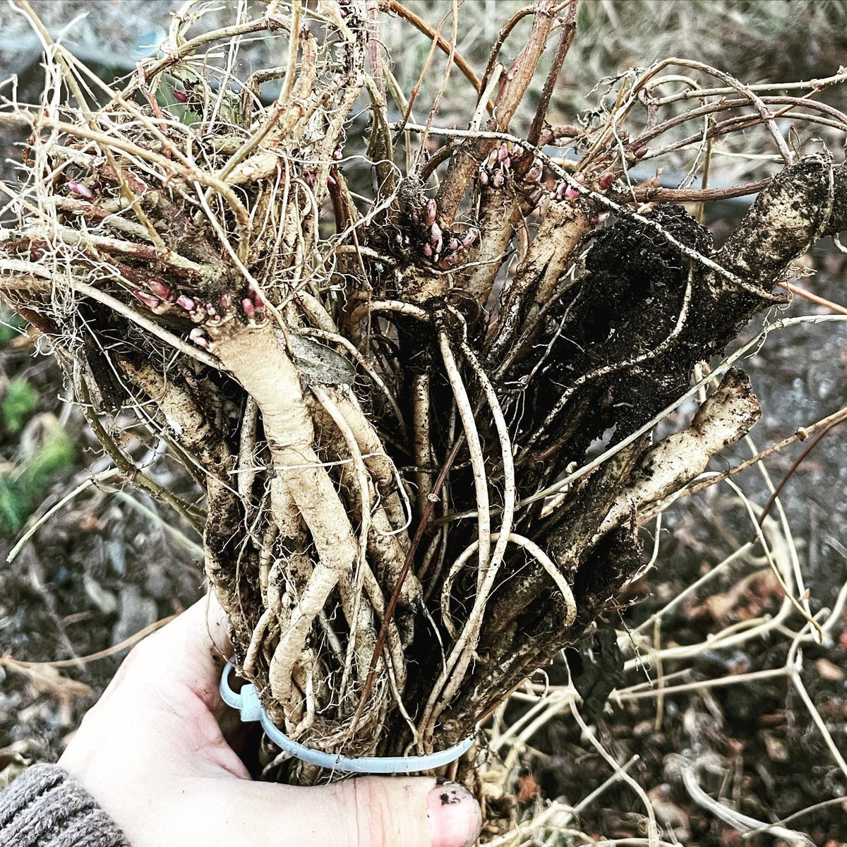 hops are kinda crazy when you dig them up