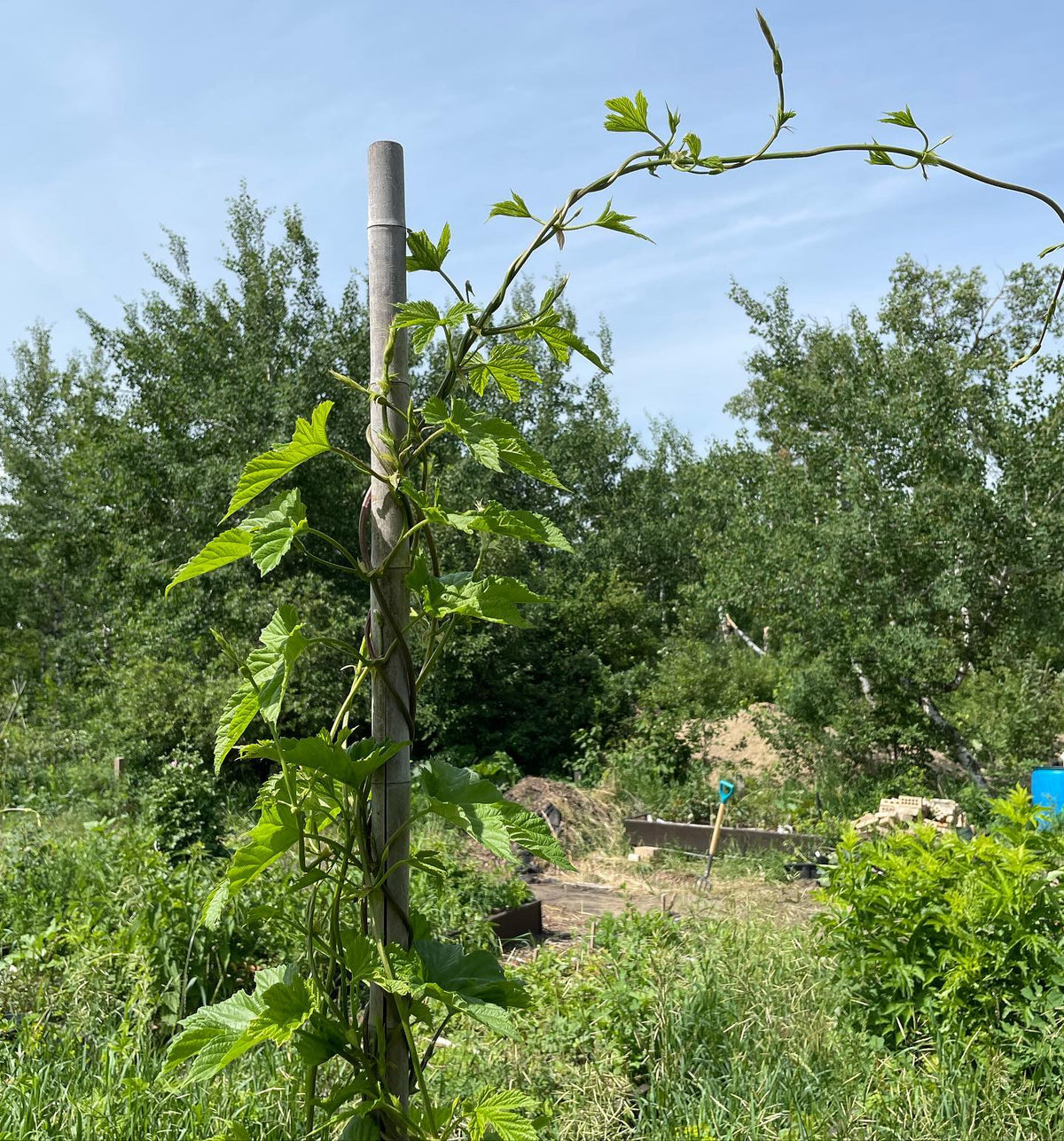 hops are over head height now four weeks from when they started growing