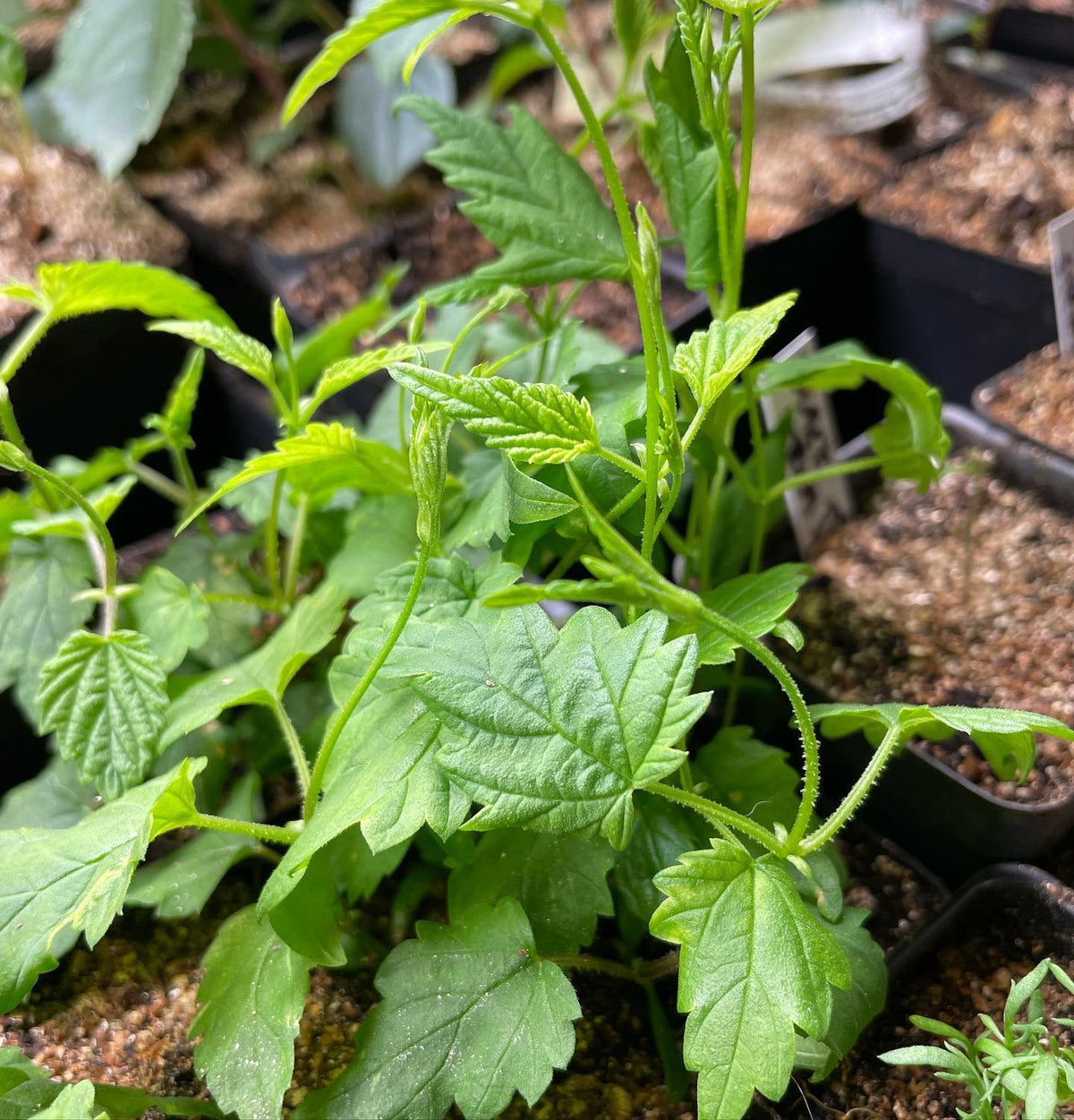 hops at around four or weeks, I have them in small pots under grow lights and the bines are just starting to take off
