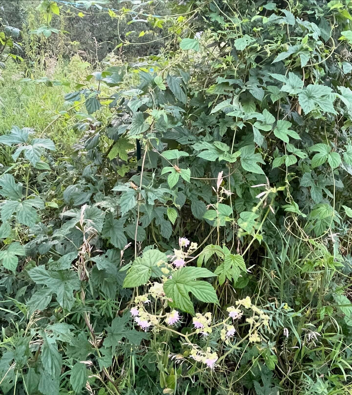 hops flowering, image 1 of 3