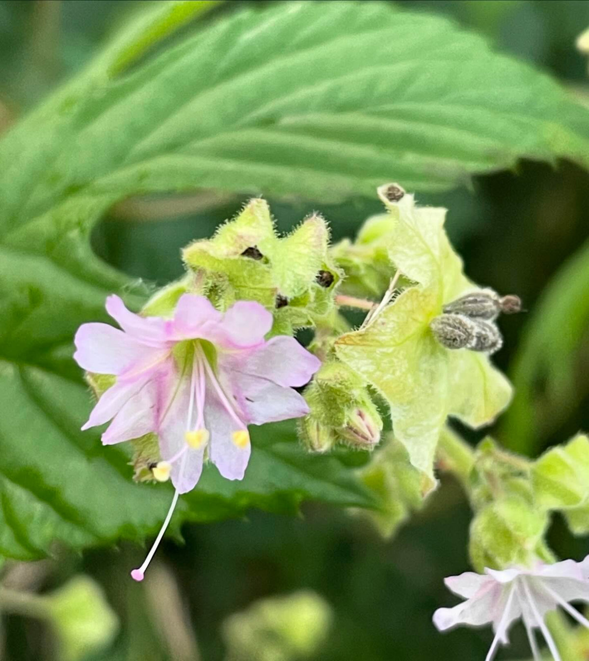 hops flowering, image 3 of 3