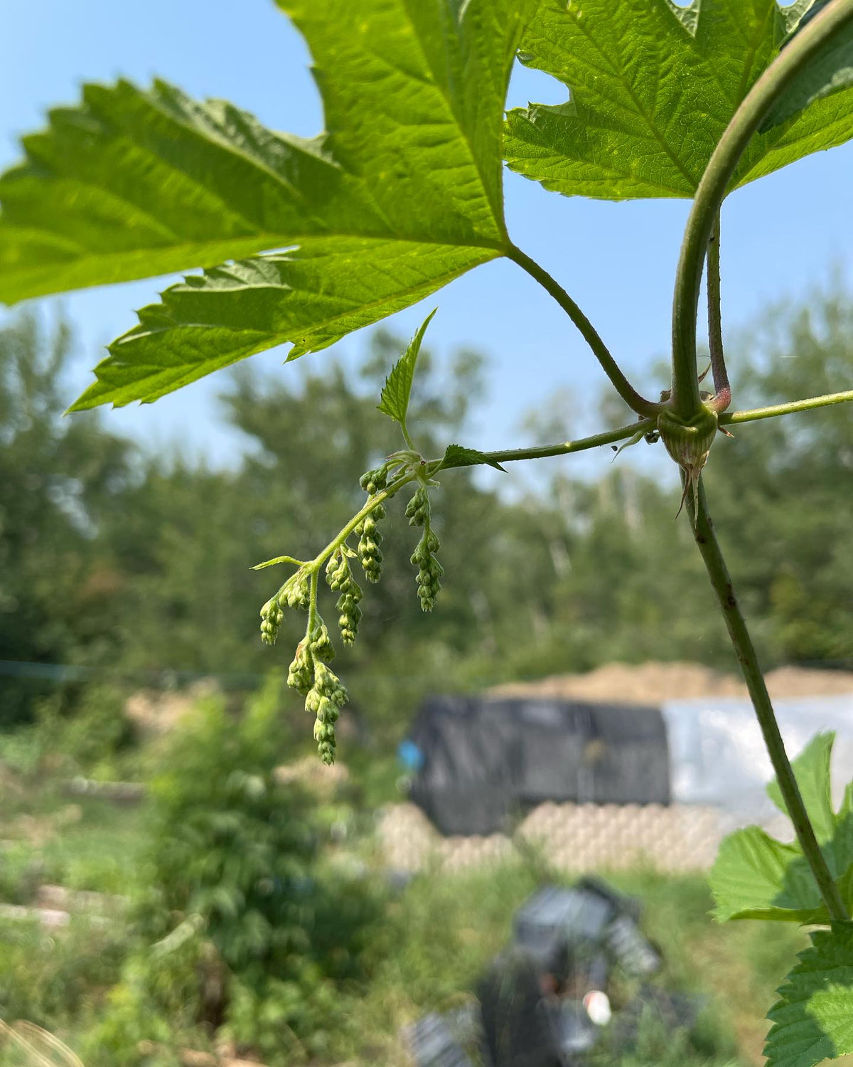 hops monster, image 3 of 3