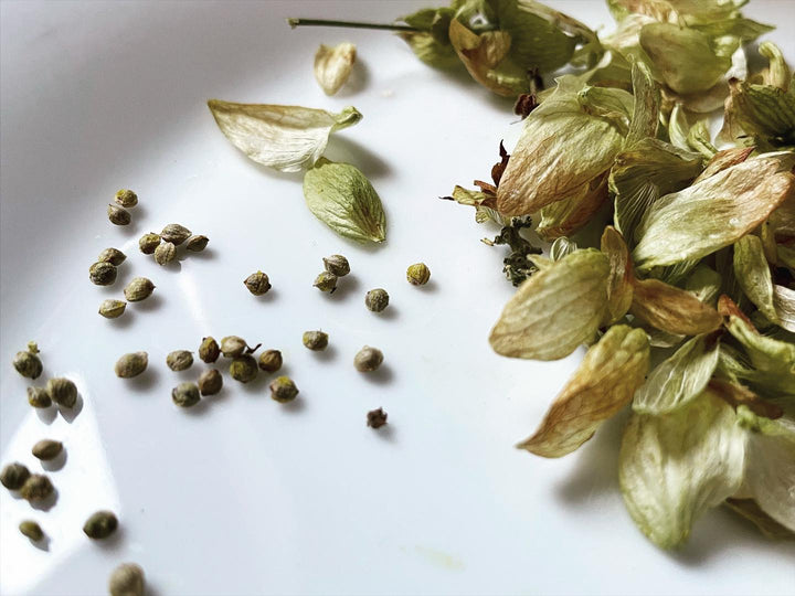 hops seeds from a few flowers