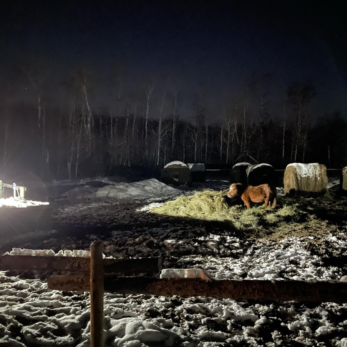 horses have their fuzzy winter coats on, image 1 of 3