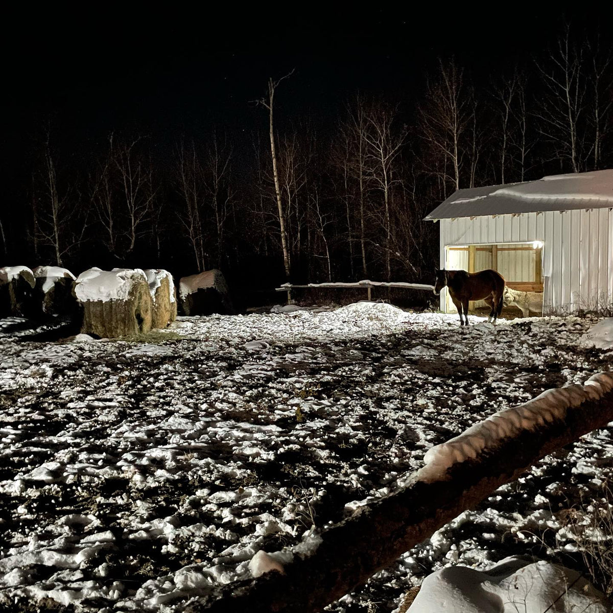 horses have their fuzzy winter coats on, image 2 of 3