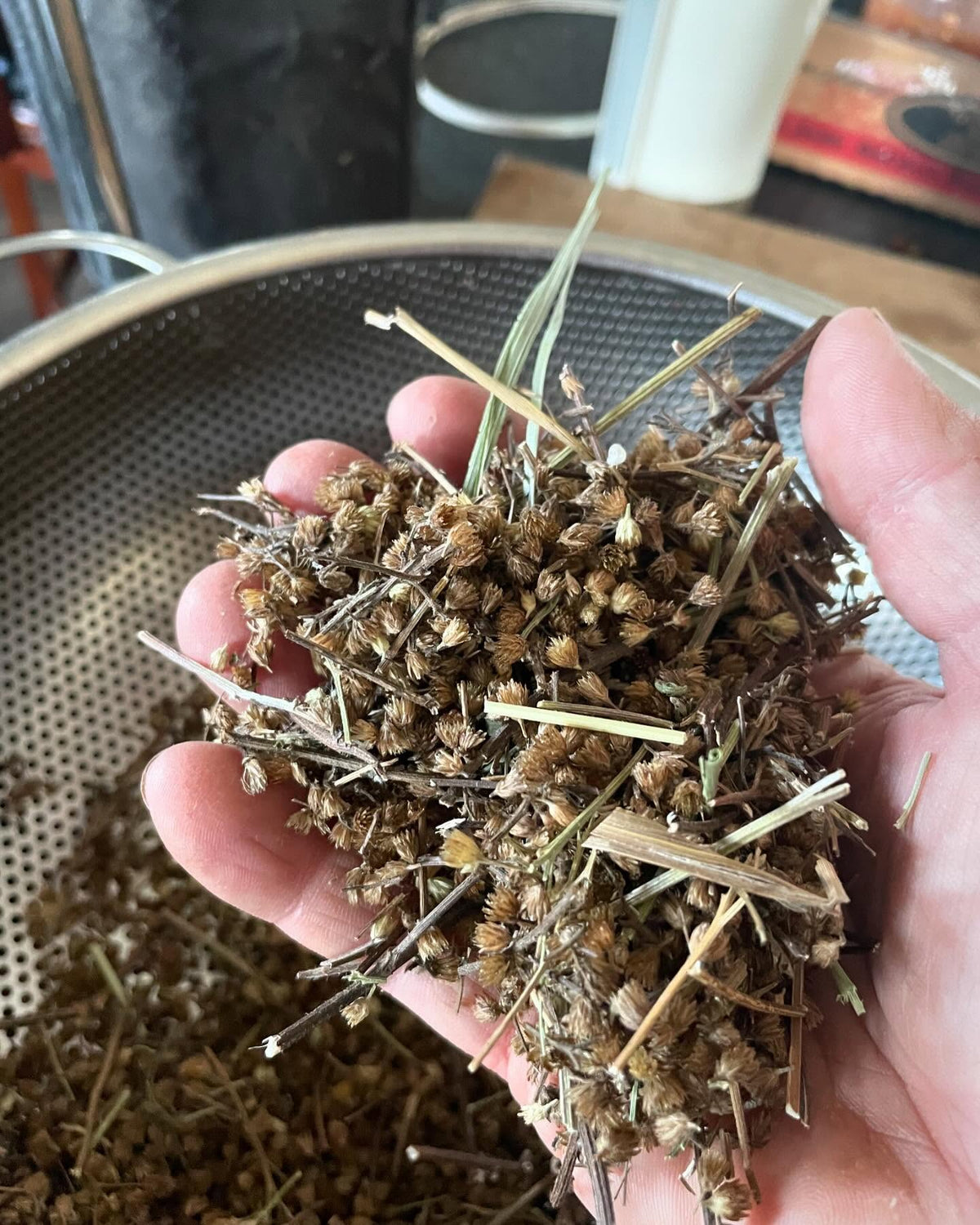 how not collect yarrow seed, image 1 of 3