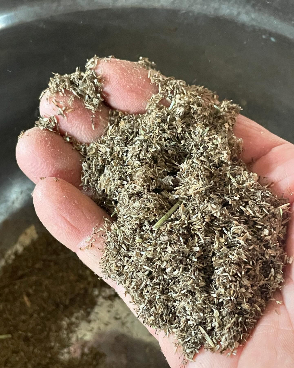 how not collect yarrow seed, image 2 of 3