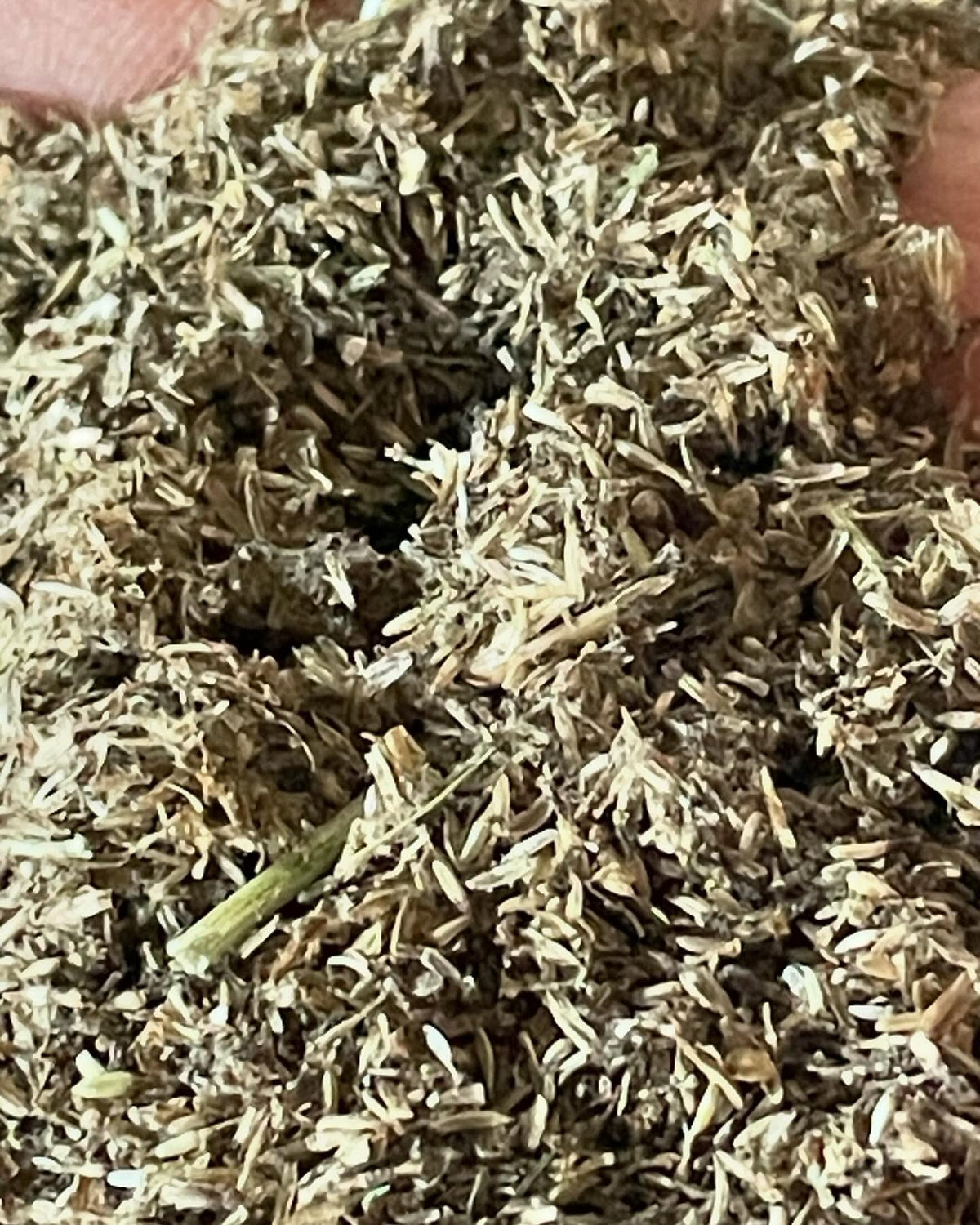 how not collect yarrow seed, image 3 of 3