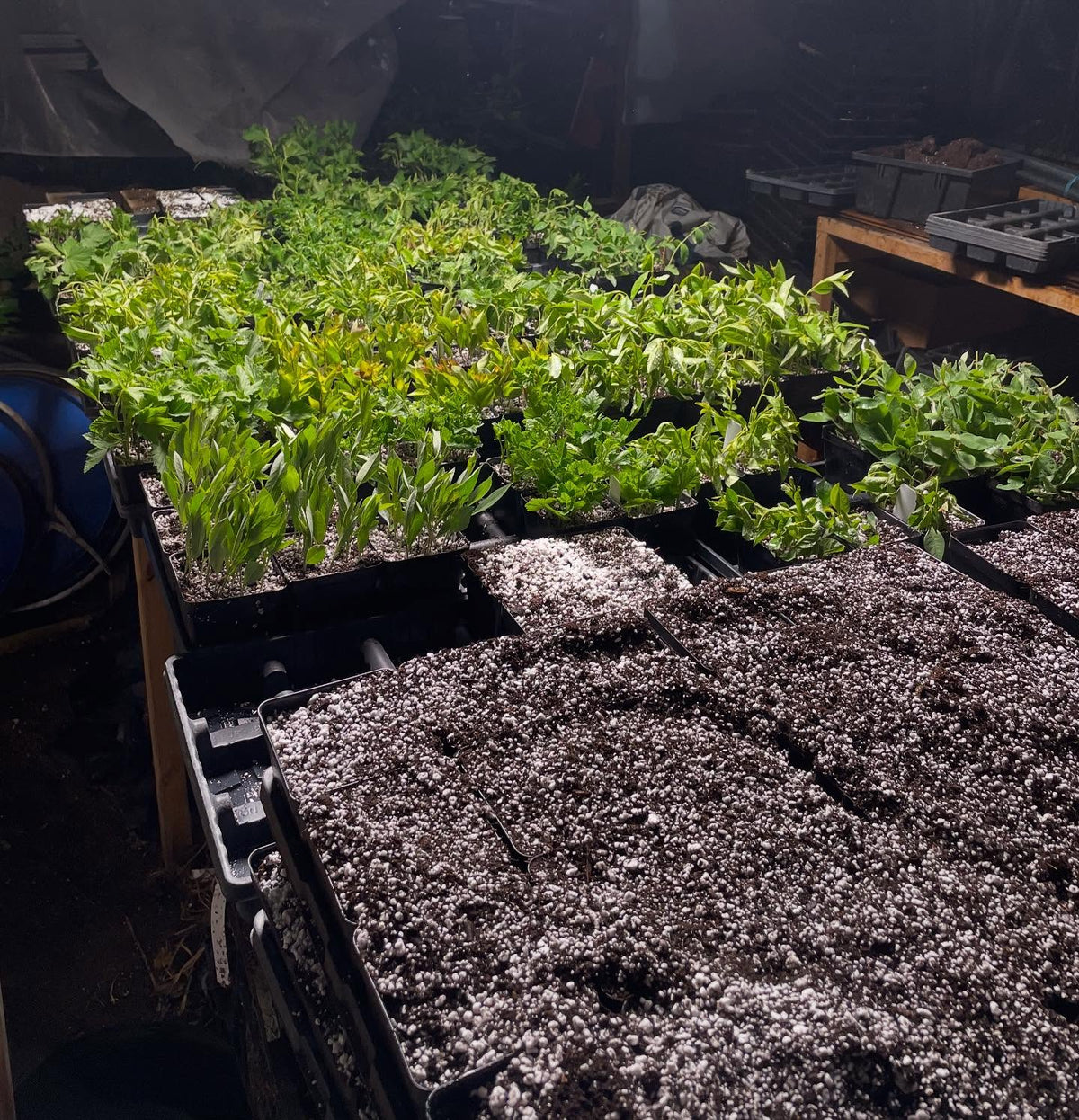 I enjoy this process, softwood propagation season