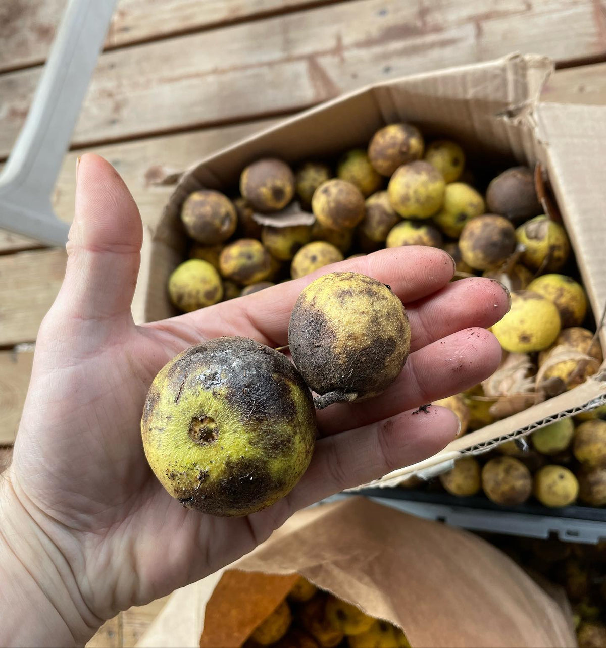 I have 2 sizes of black walnuts from different trees, which one is more common