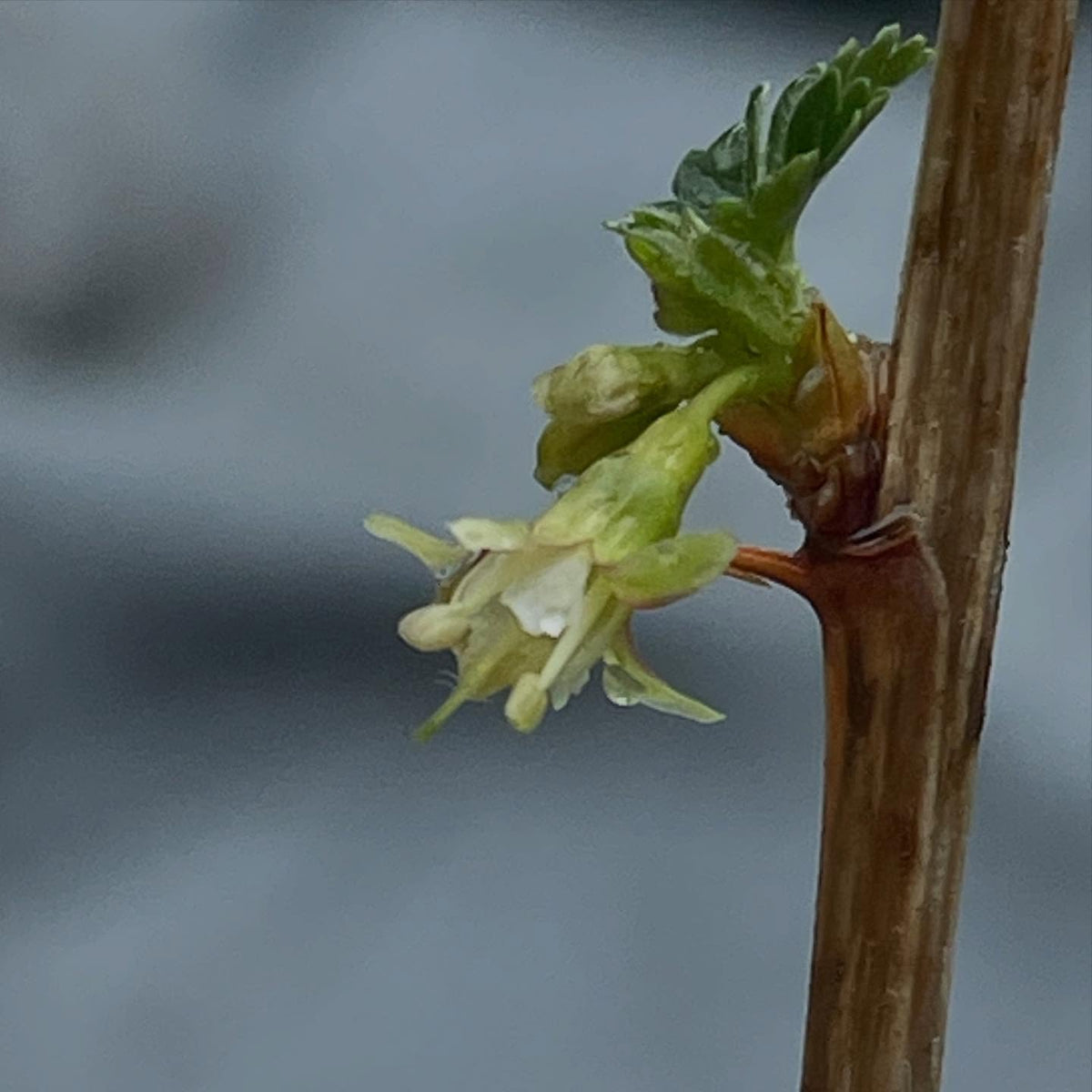 I have a collection of wild Ribes, grown from cuttings and old enough to flower, working on 100% id for each native, image 1 of 5