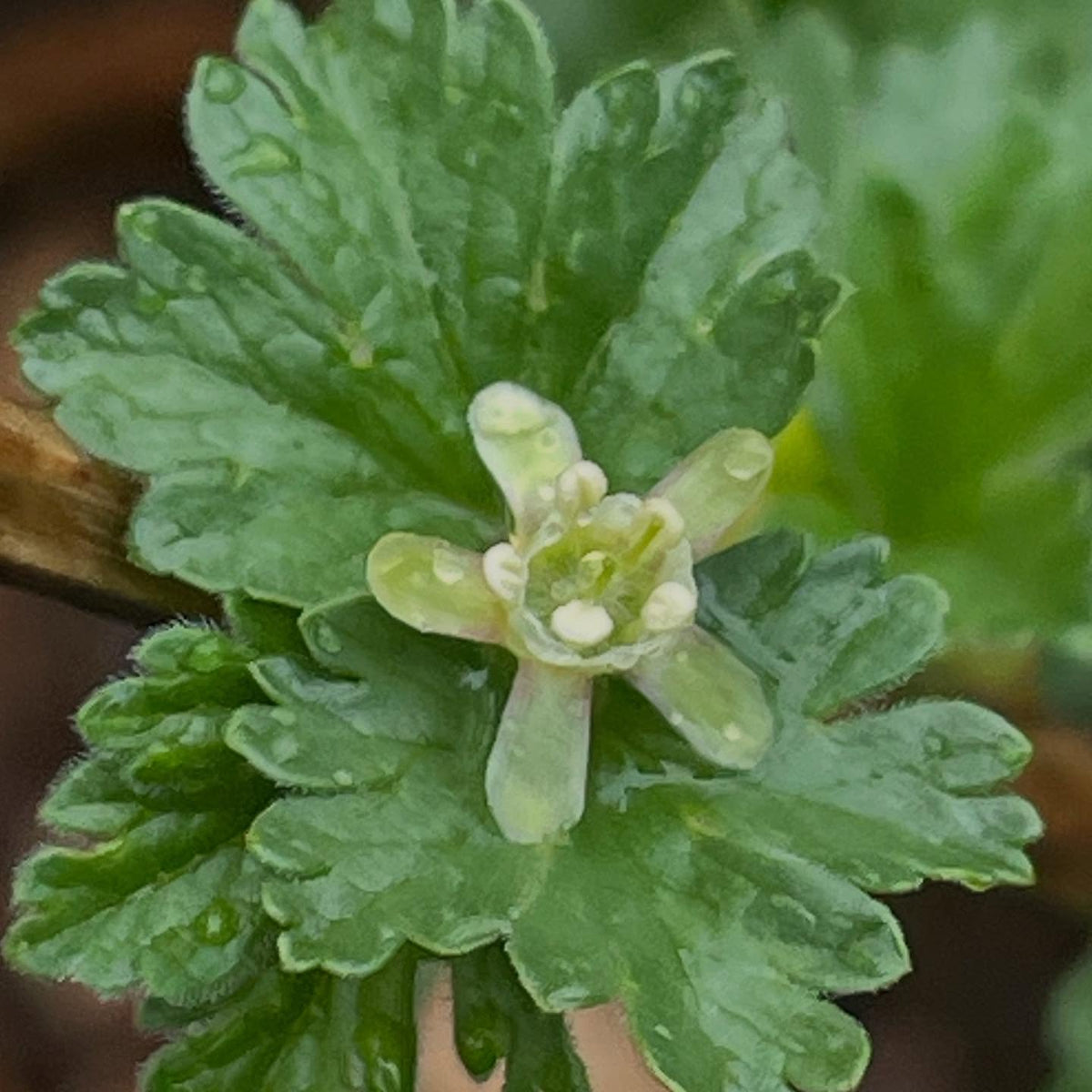 I have a collection of wild Ribes, grown from cuttings and old enough to flower, working on 100% id for each native, image 2 of 5