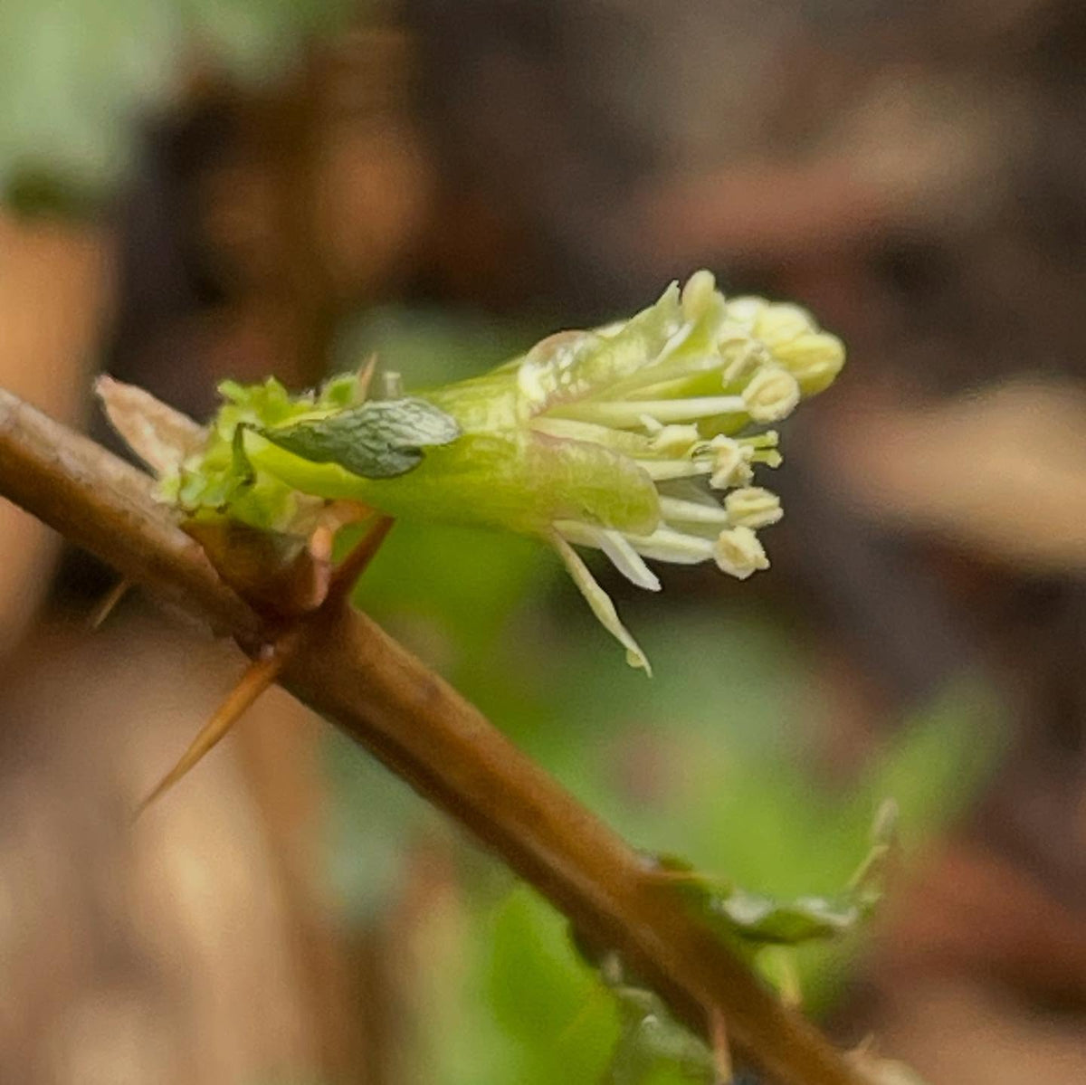 I have a collection of wild Ribes, grown from cuttings and old enough to flower, working on 100% id for each native, image 3 of 5