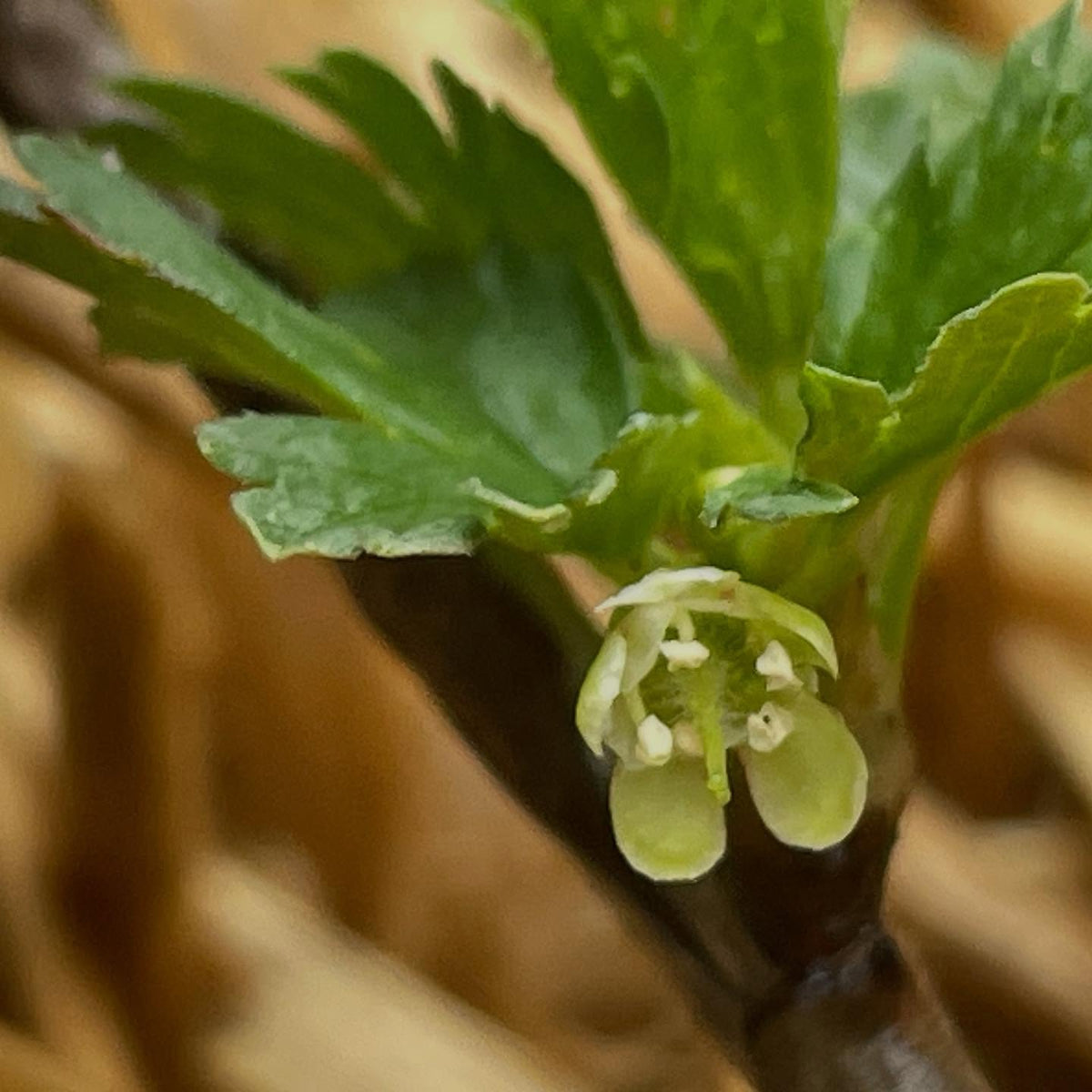 I have a collection of wild Ribes, grown from cuttings and old enough to flower, working on 100% id for each native, image 4 of 5
