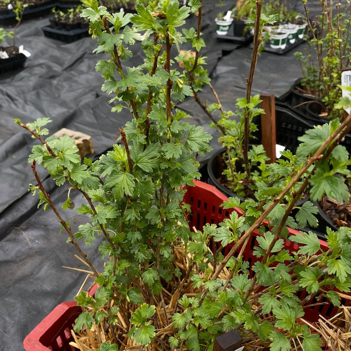 I have a collection of wild Ribes, grown from cuttings and old enough to flower, working on 100% id for each native, image 5 of 5