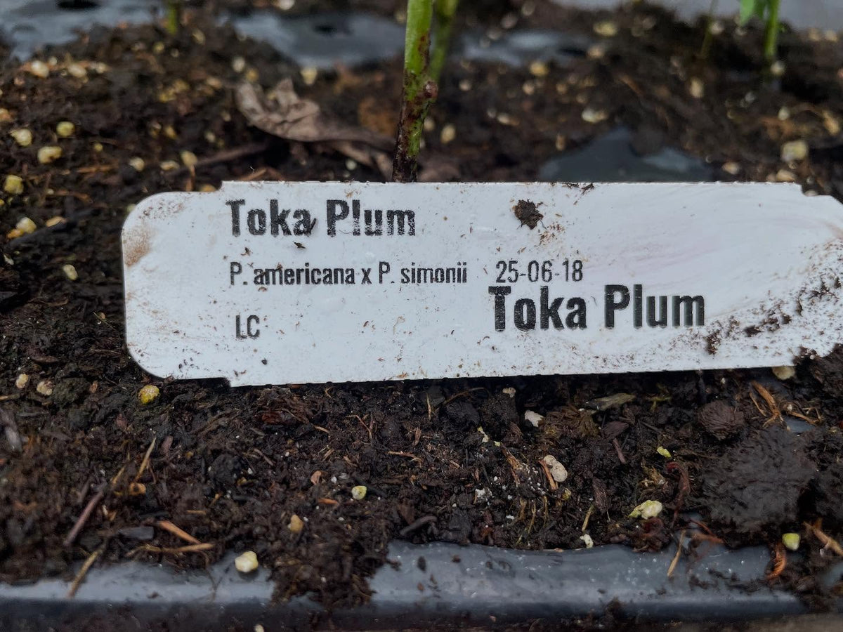 I have a side quest to root plums as just a badass way to propagate them, image 4 of 4