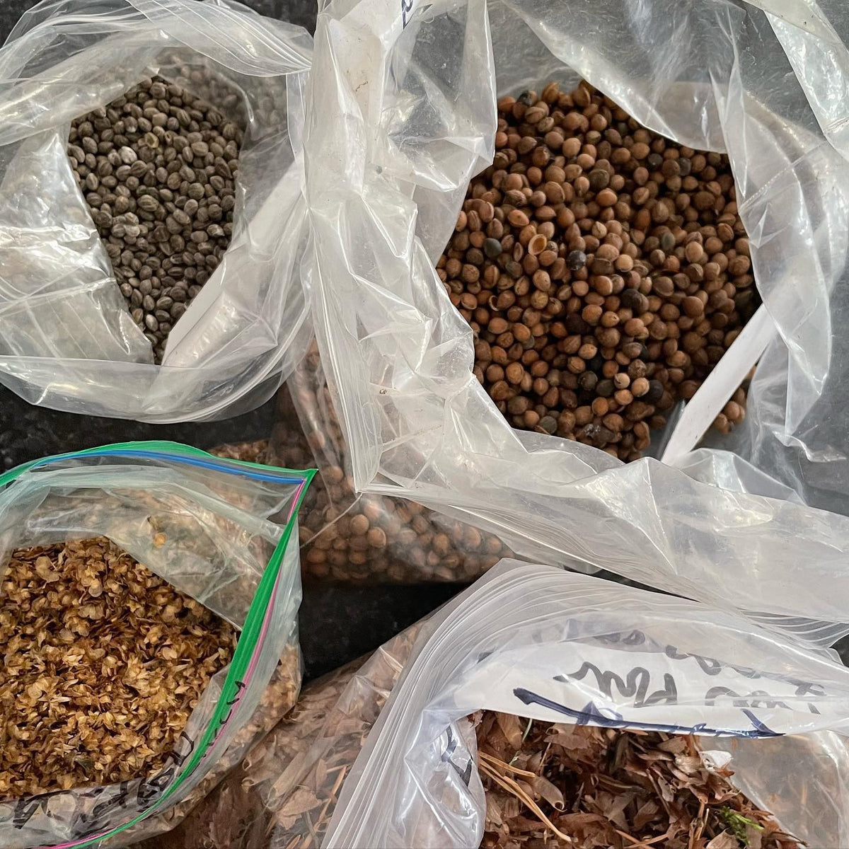 I have some extra seeds collected in the fall so they’re available on the website, image 1 of 5