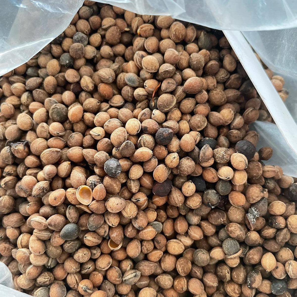 I have some extra seeds collected in the fall so they’re available on the website, image 2 of 5