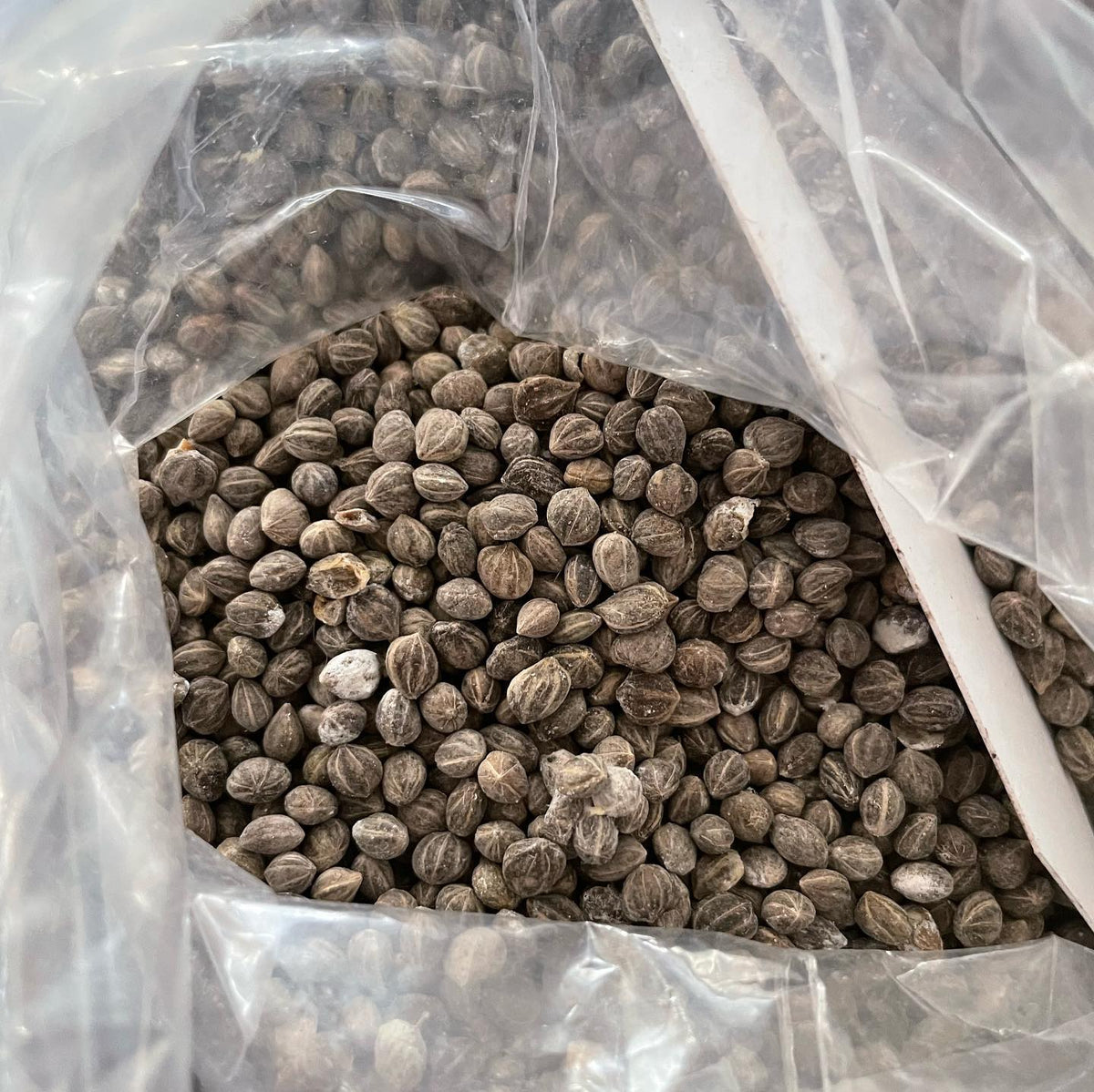 I have some extra seeds collected in the fall so they’re available on the website, image 3 of 5