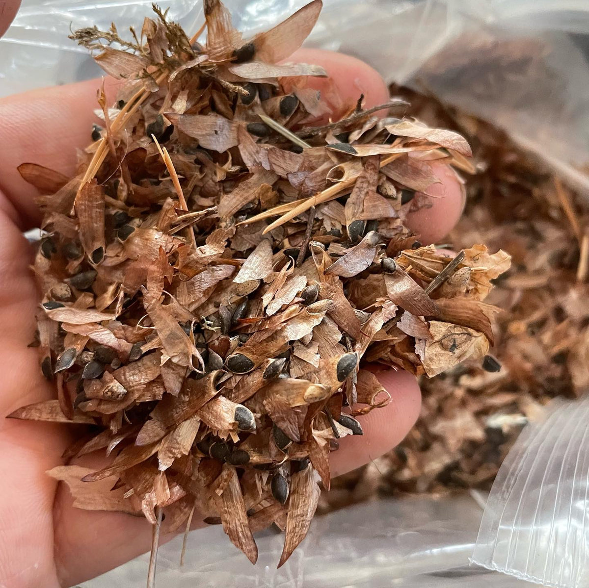 I have some extra seeds collected in the fall so they’re available on the website, image 5 of 5