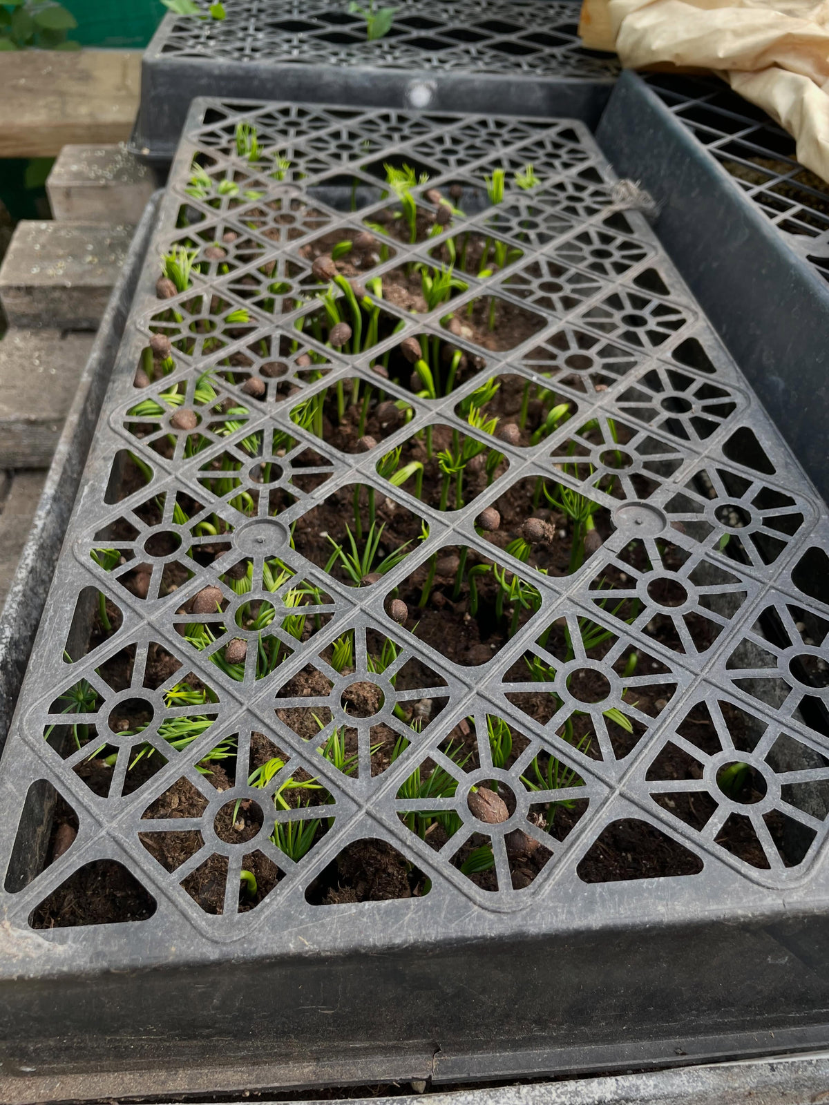 I keep trays over the seeds as defense against squirrels and sometimes my cat likes to walk on them, image 2 of 3