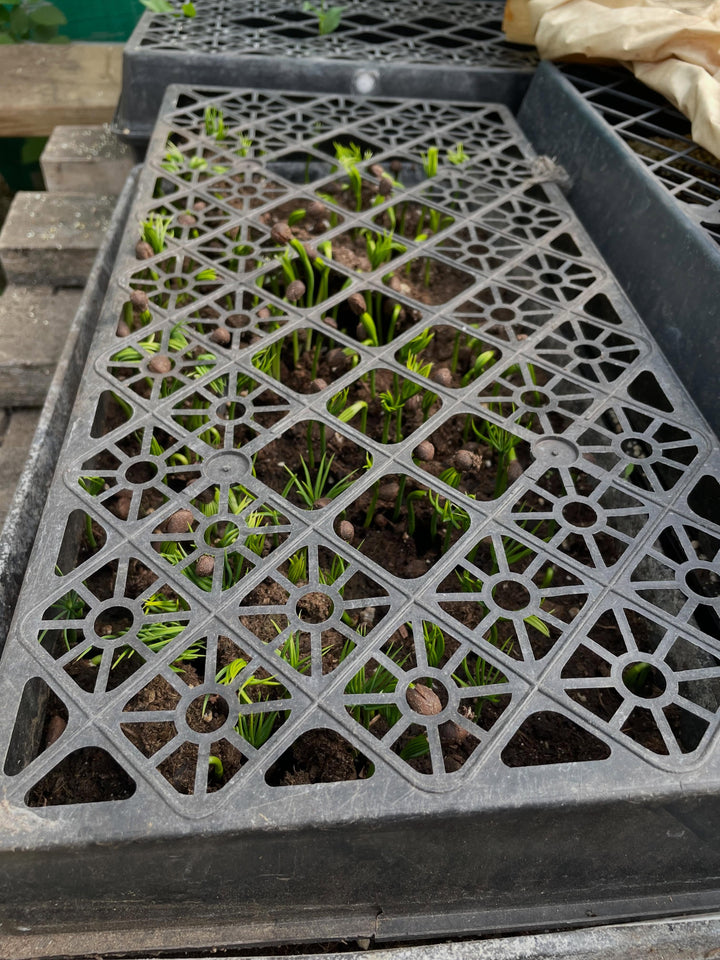 I keep trays over the seeds as defense against squirrels and sometimes my cat likes to walk on them, image 2 of 3