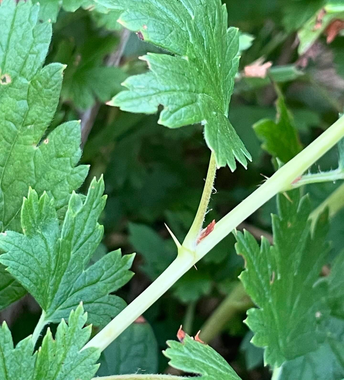 I like to collect wild currants and gooseberries, image 1 of 7