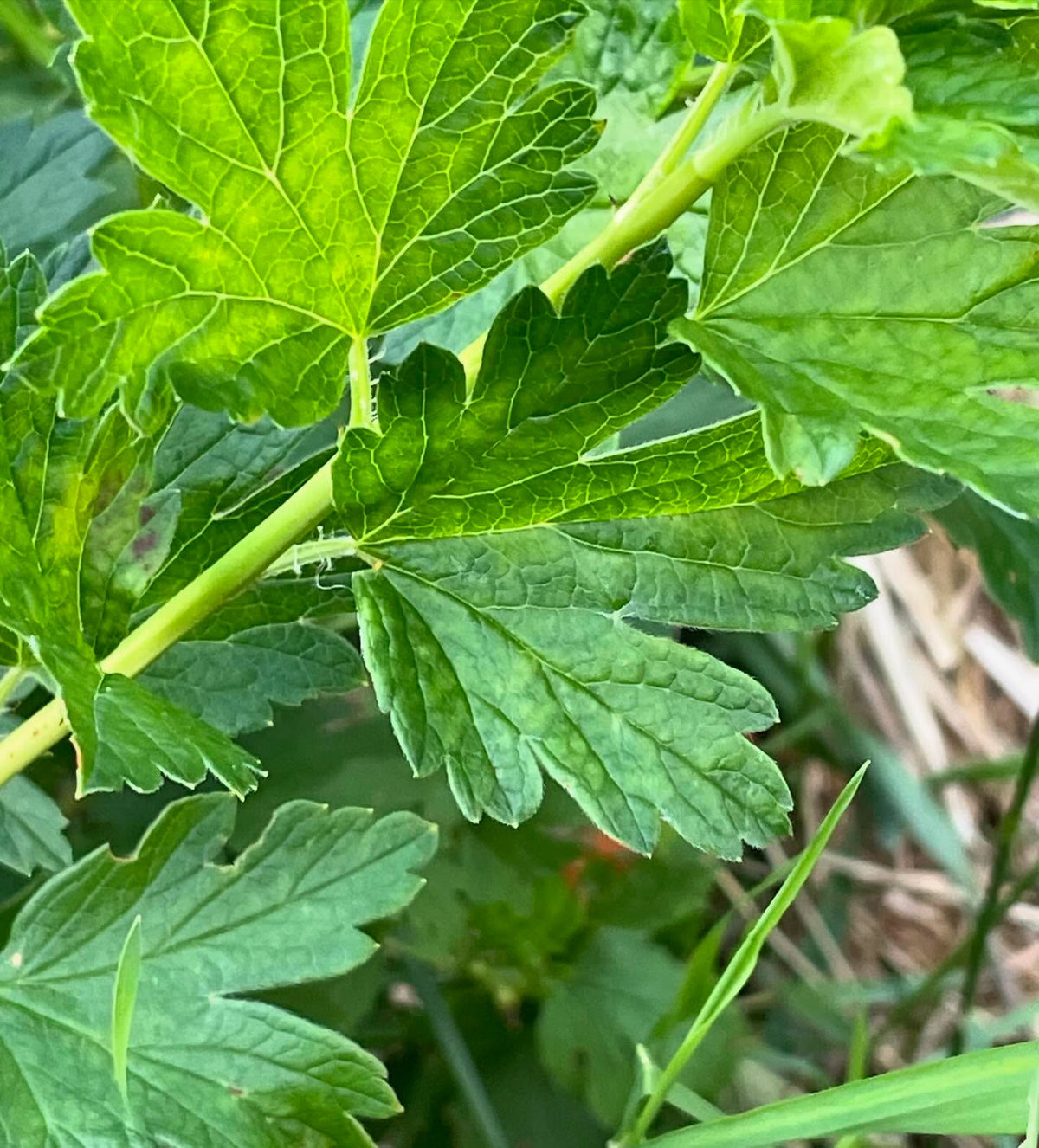 I like to collect wild currants and gooseberries, image 2 of 7