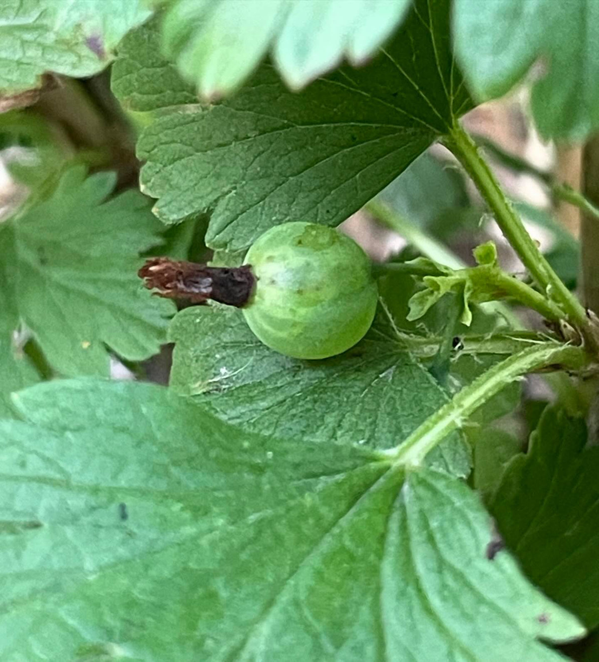 I like to collect wild currants and gooseberries, image 4 of 7