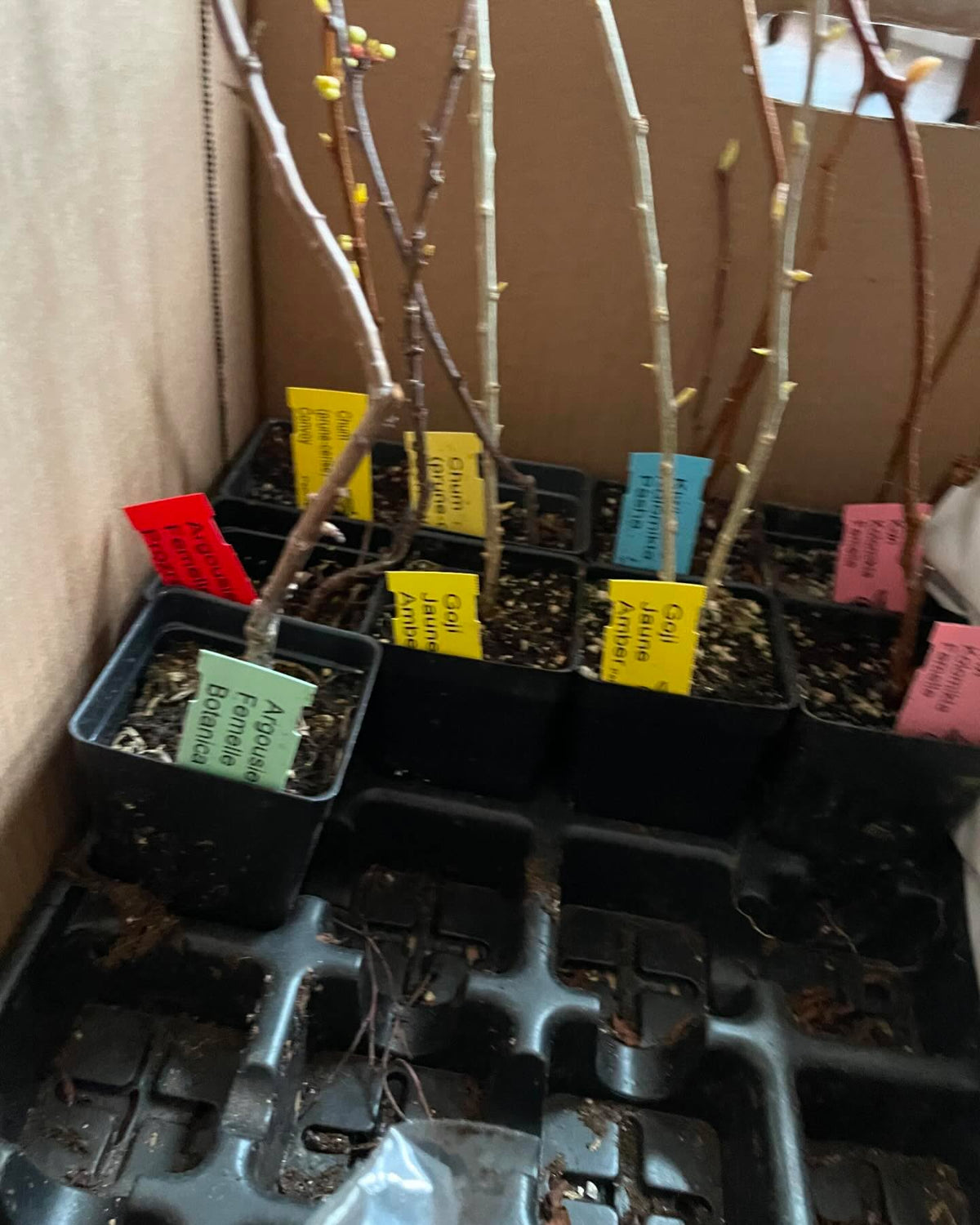 I like to order from other mail order nurseries, check out how this box was packed, image 1 of 4