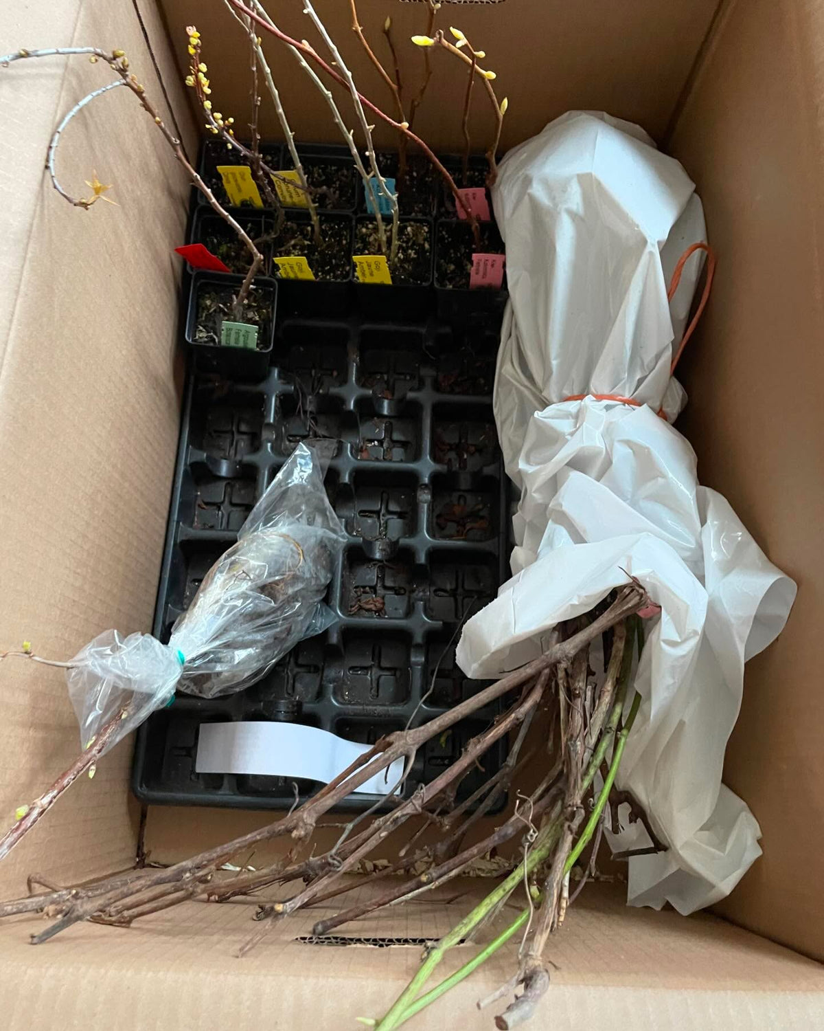 I like to order from other mail order nurseries, check out how this box was packed, image 2 of 4