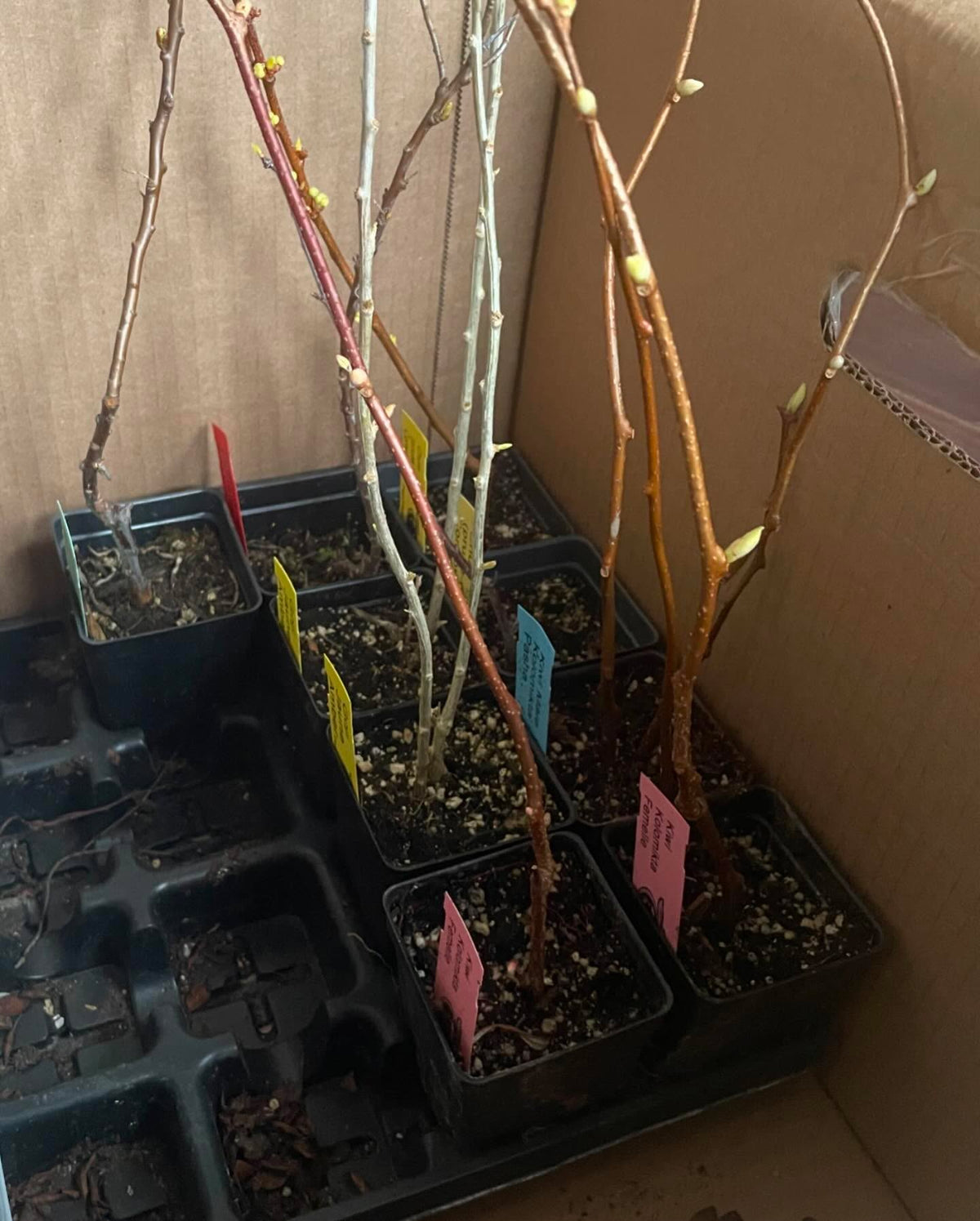 I like to order from other mail order nurseries, check out how this box was packed, image 4 of 4