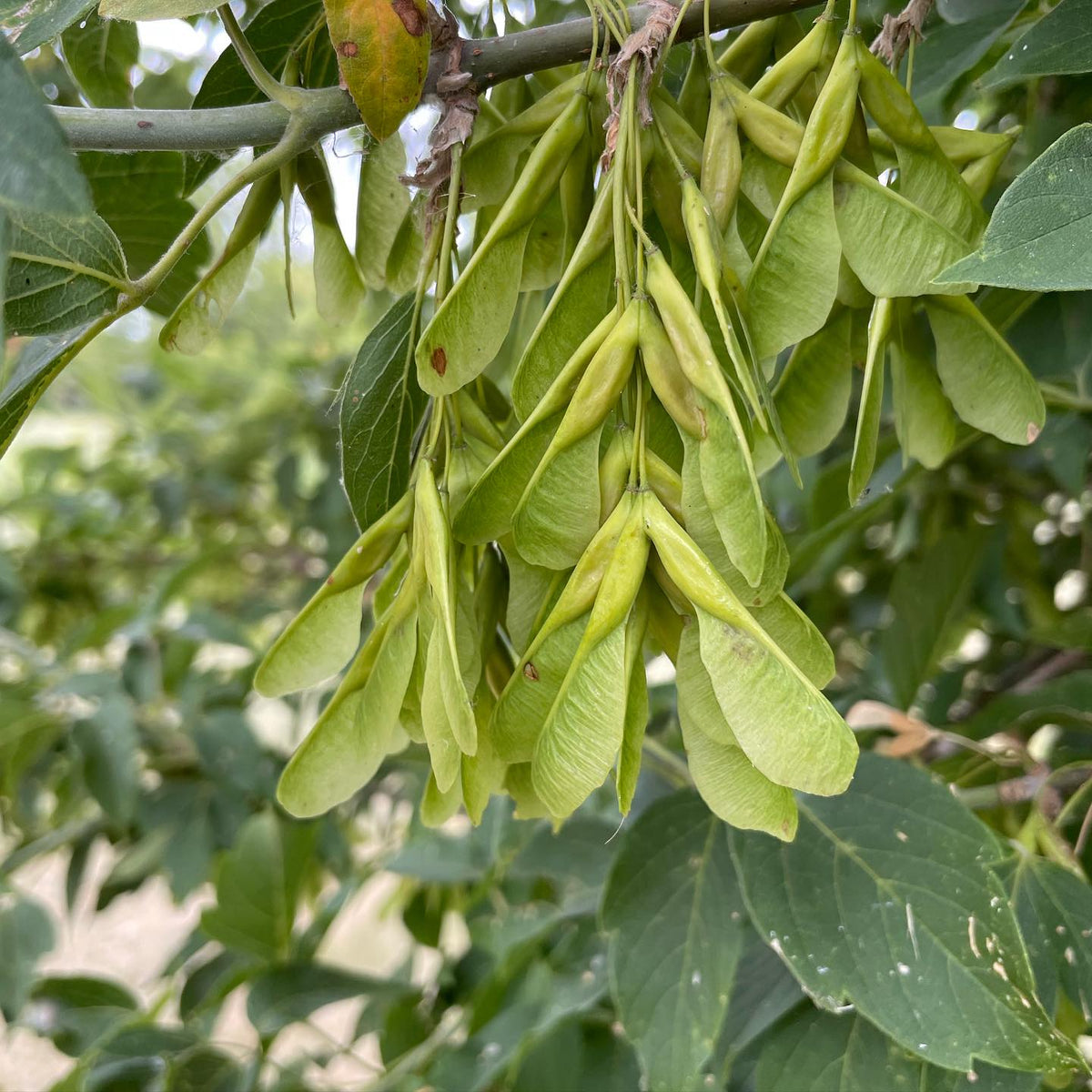 I photo journal all summer to track the unripe fruit and seeds, to log how ripe they were and when, how many there were, image 1 of 5