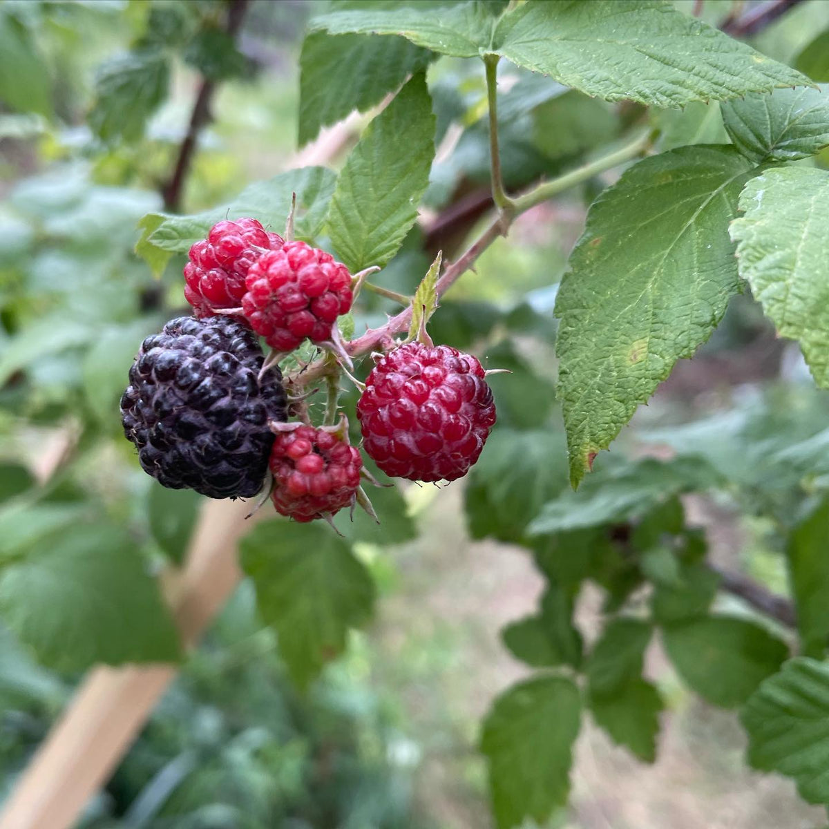 I photo journal all summer to track the unripe fruit and seeds, to log how ripe they were and when, how many there were, image 2 of 5