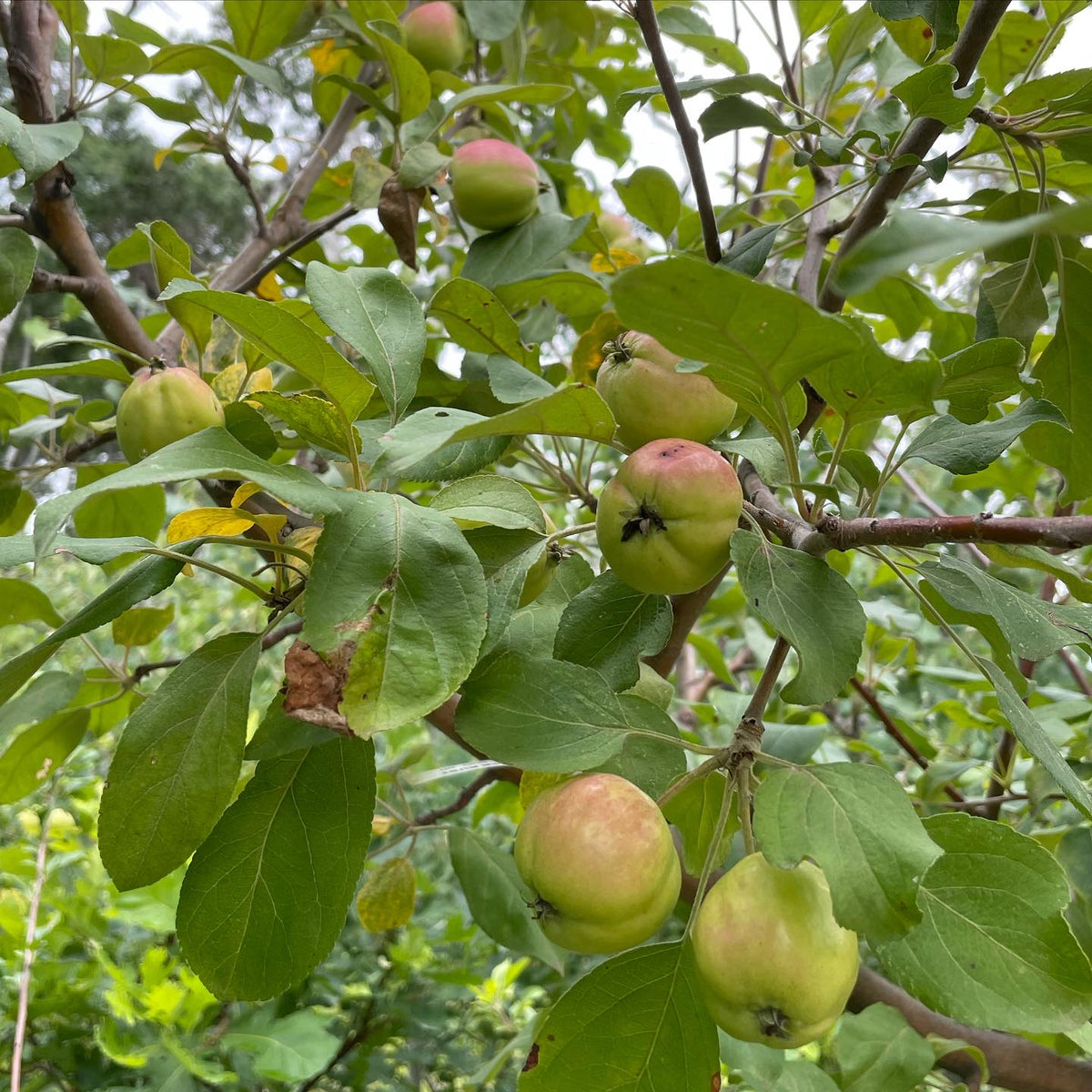 I photo journal all summer to track the unripe fruit and seeds, to log how ripe they were and when, how many there were, image 3 of 5