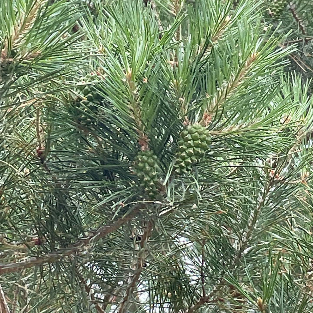 I photo journal all summer to track the unripe fruit and seeds, to log how ripe they were and when, how many there were, image 4 of 5