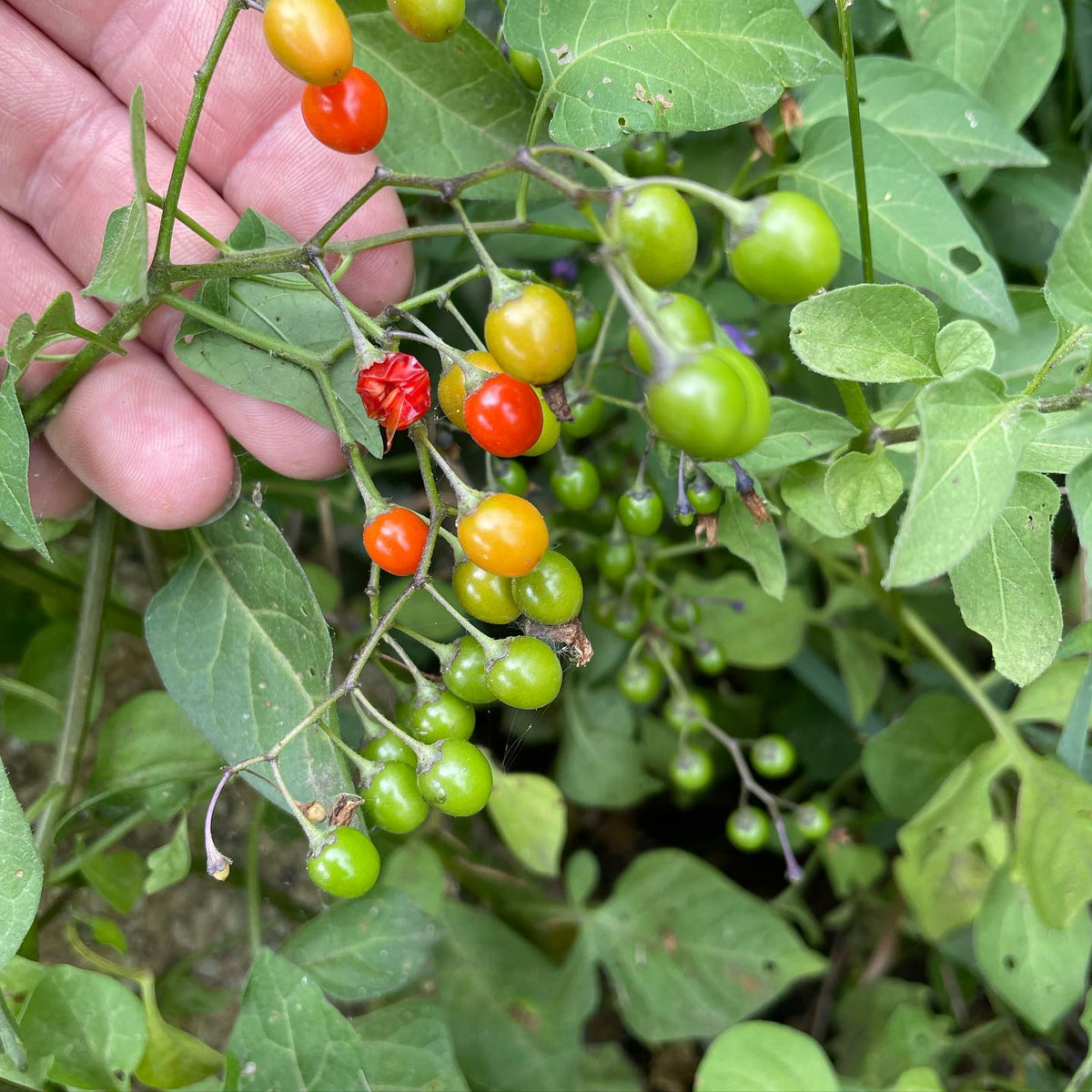 I photo journal all summer to track the unripe fruit and seeds, to log how ripe they were and when, how many there were, image 5 of 5
