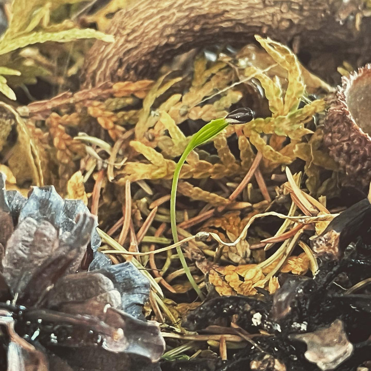 I use pine cones for houseplant mulch