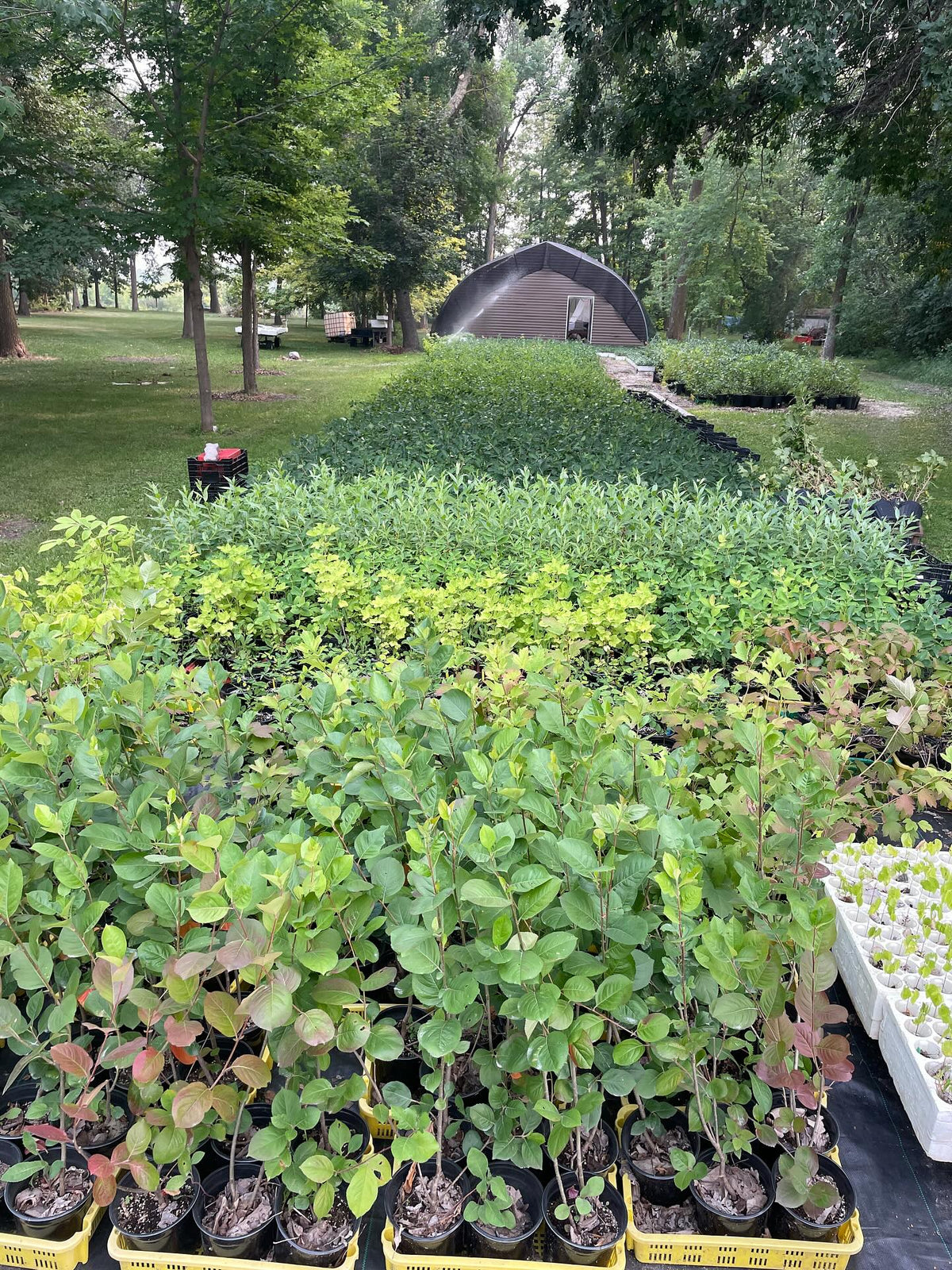 I was impressed to see this small nursery setup at the upick we visited yesterday, just a sea of gallon pots with tonnes, image 1 of 2