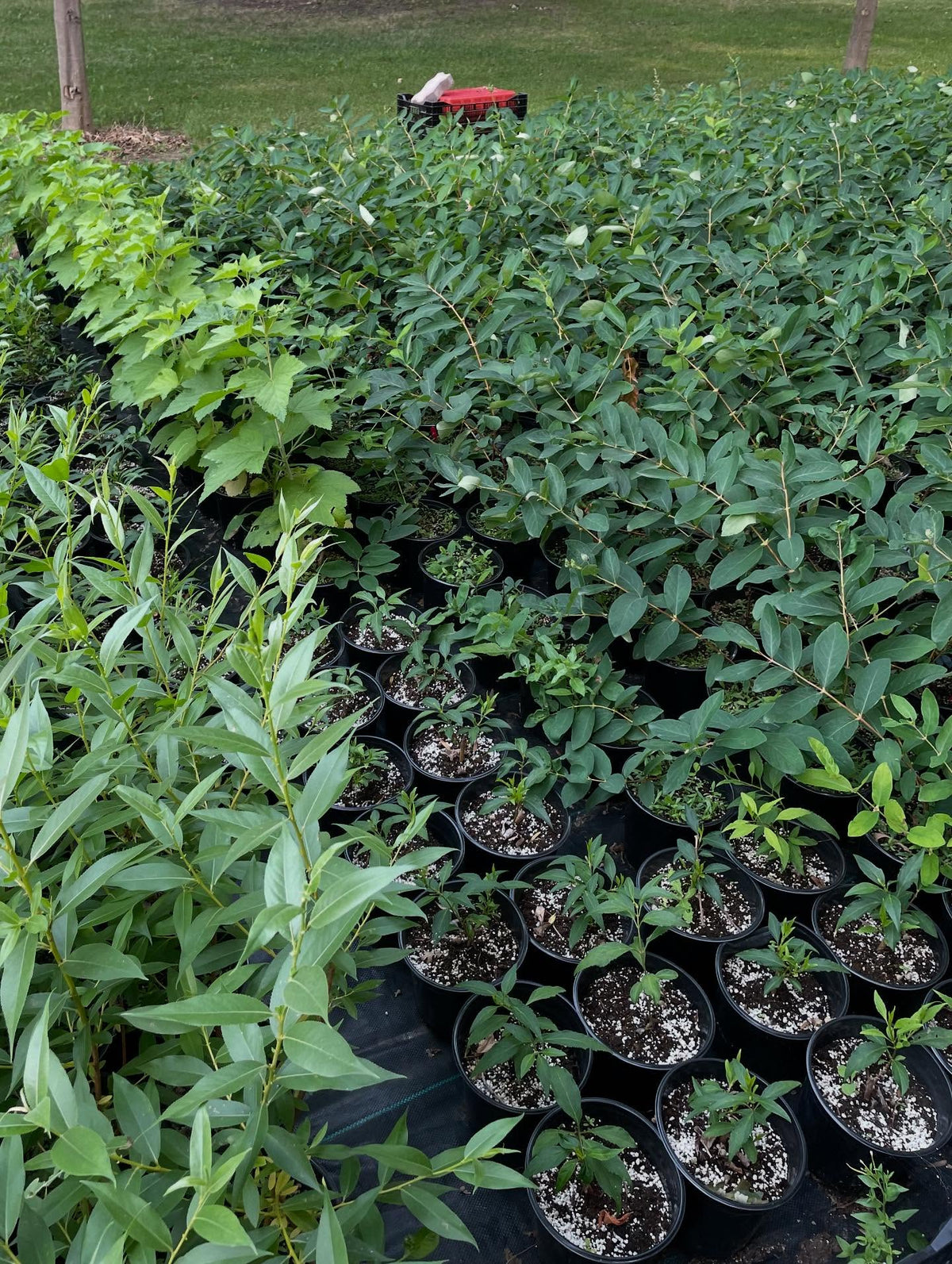 I was impressed to see this small nursery setup at the upick we visited yesterday, just a sea of gallon pots with tonnes, image 2 of 2