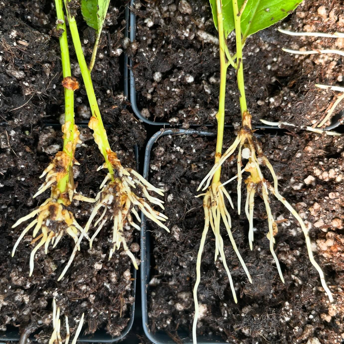 IBA + NAA left, IBA talc right on cherry plum