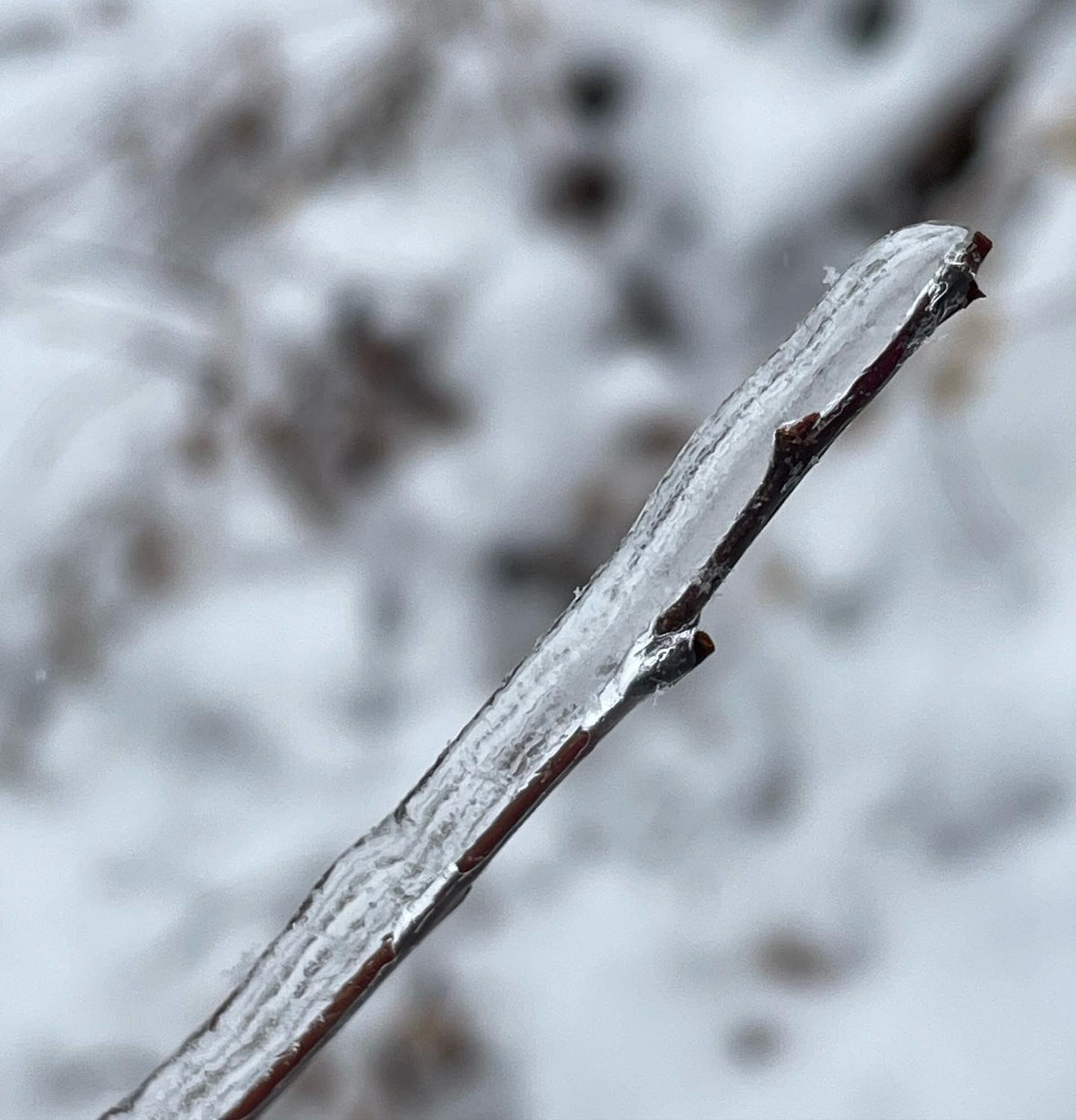 Ice storm this week had over 1/4” of ice on e everything #icestorm