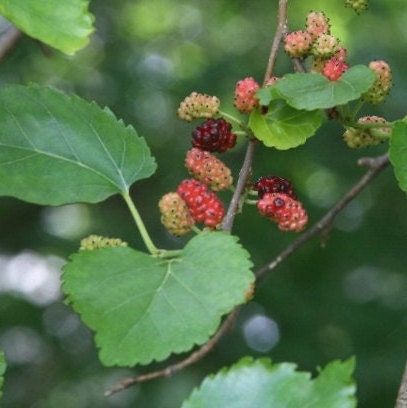 White Mulberry (Morus alba var. tatarica)