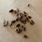 Glaskins Perpetual Rhubarb Seeds (Rheum rhabarbarum) - 30+ Seeds