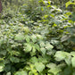 Boyne Raspberry (Rubus idaeus ‘Boyne’) – 50+ Seeds